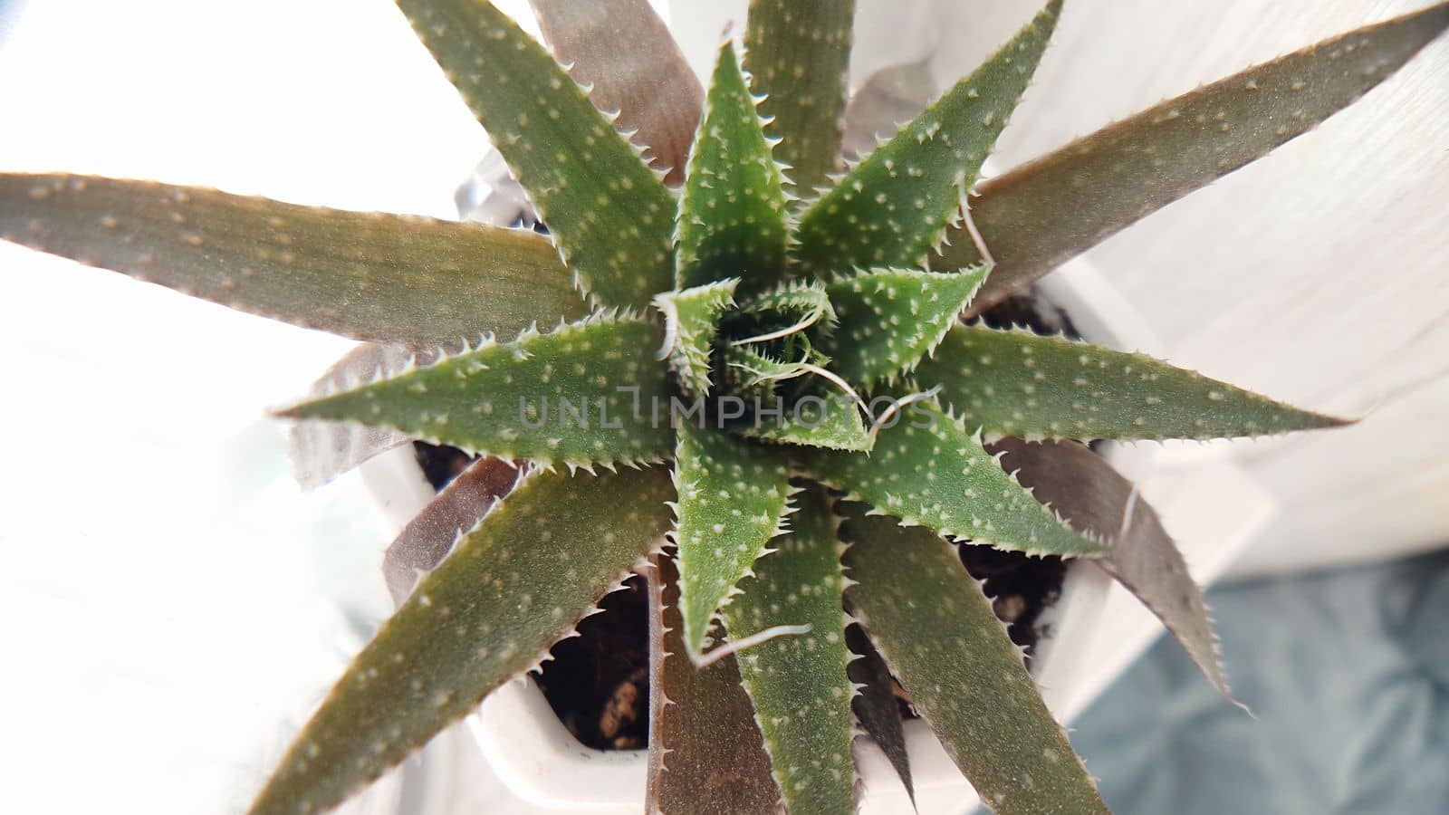 Macrophotography of Aloe Vera cactus green on a light background.Texture or background
