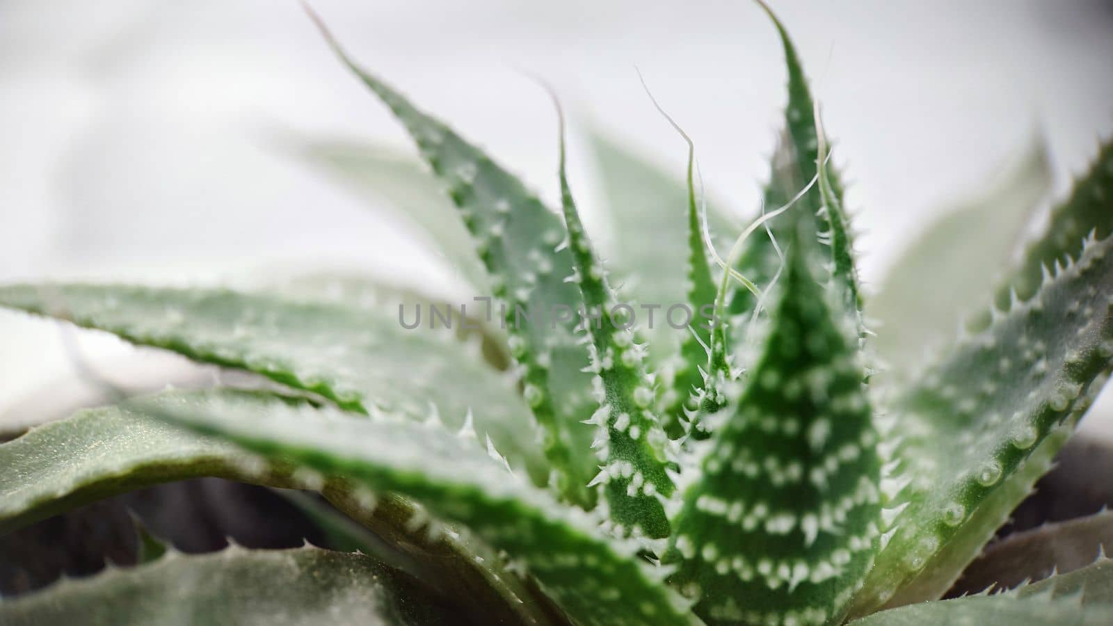Macrophotography. Evergreen perennial aloe plant close-up in a pot.Texture or background.Selective focus.