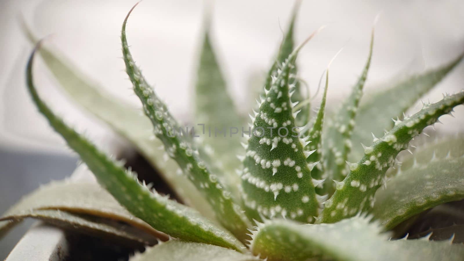 Macrophotography. Indoor green aloe plant close-up in a pot.Texture or background.Selective focus.