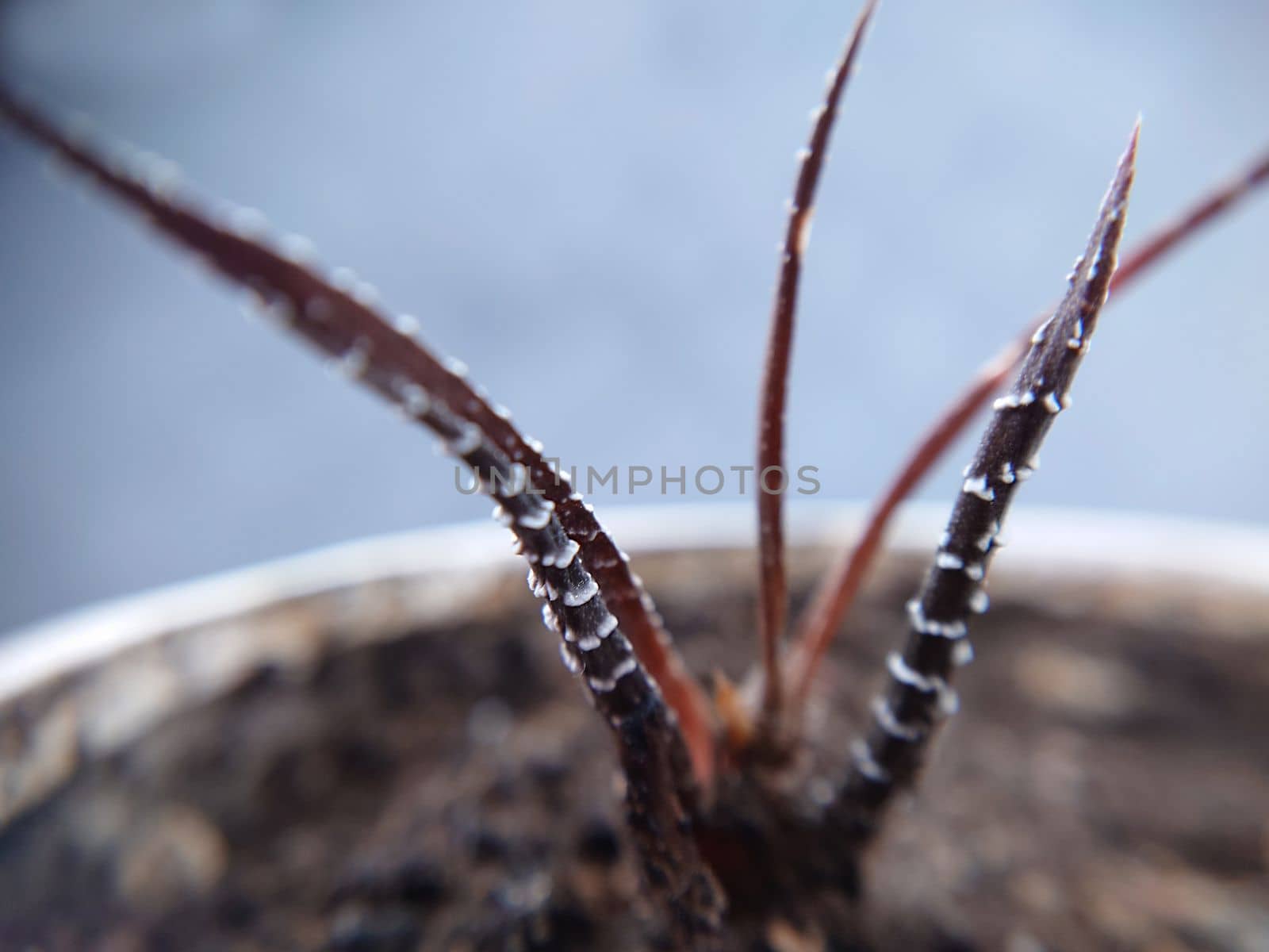 Macrophotography.Protruding withered tendrils of a purple plant in a pot.Texture or background.Selective focus.