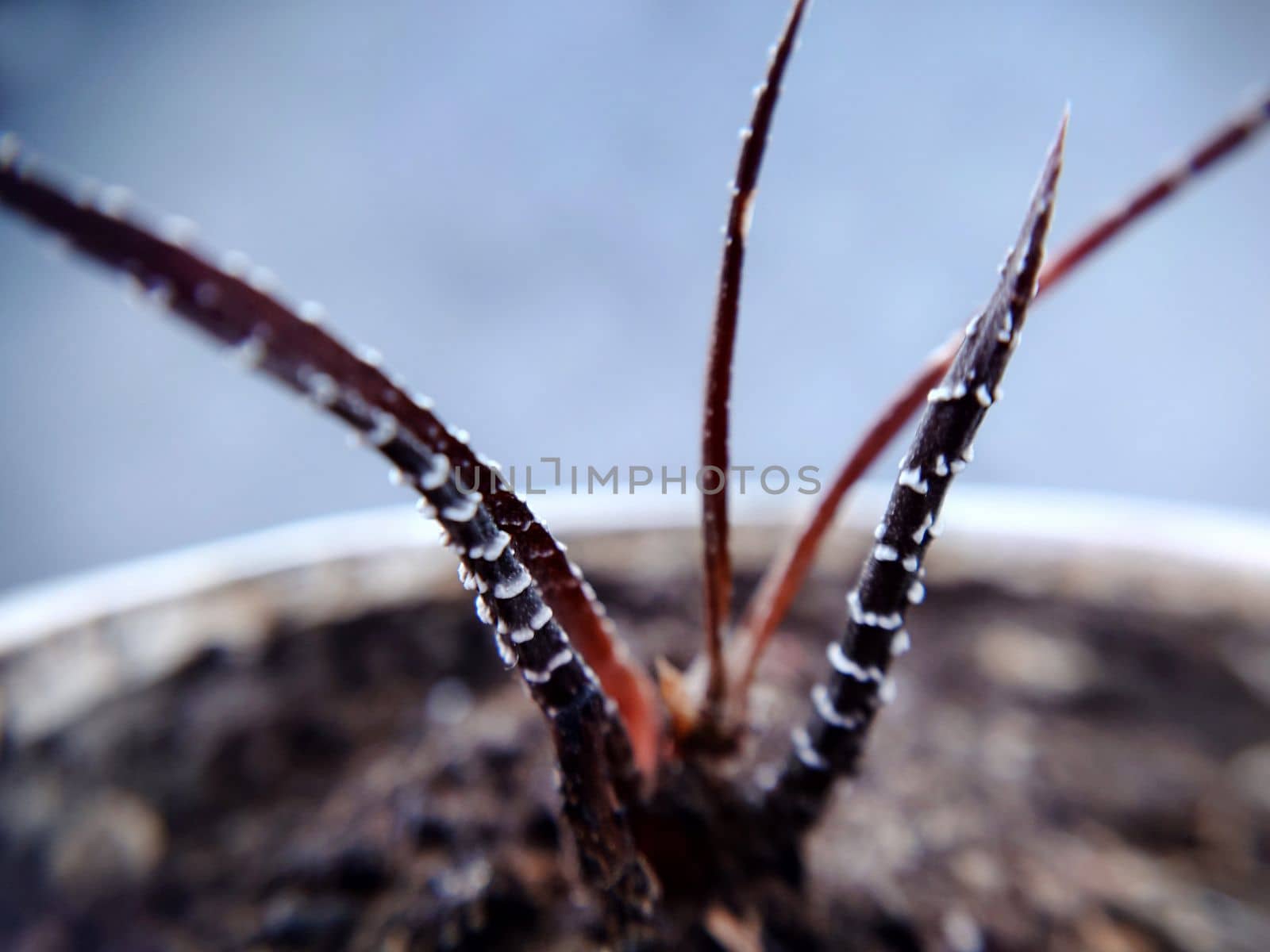Macrophotography.Long protruding withered tendrils of a purple cactus close-up.Texture or background.Selective focus.