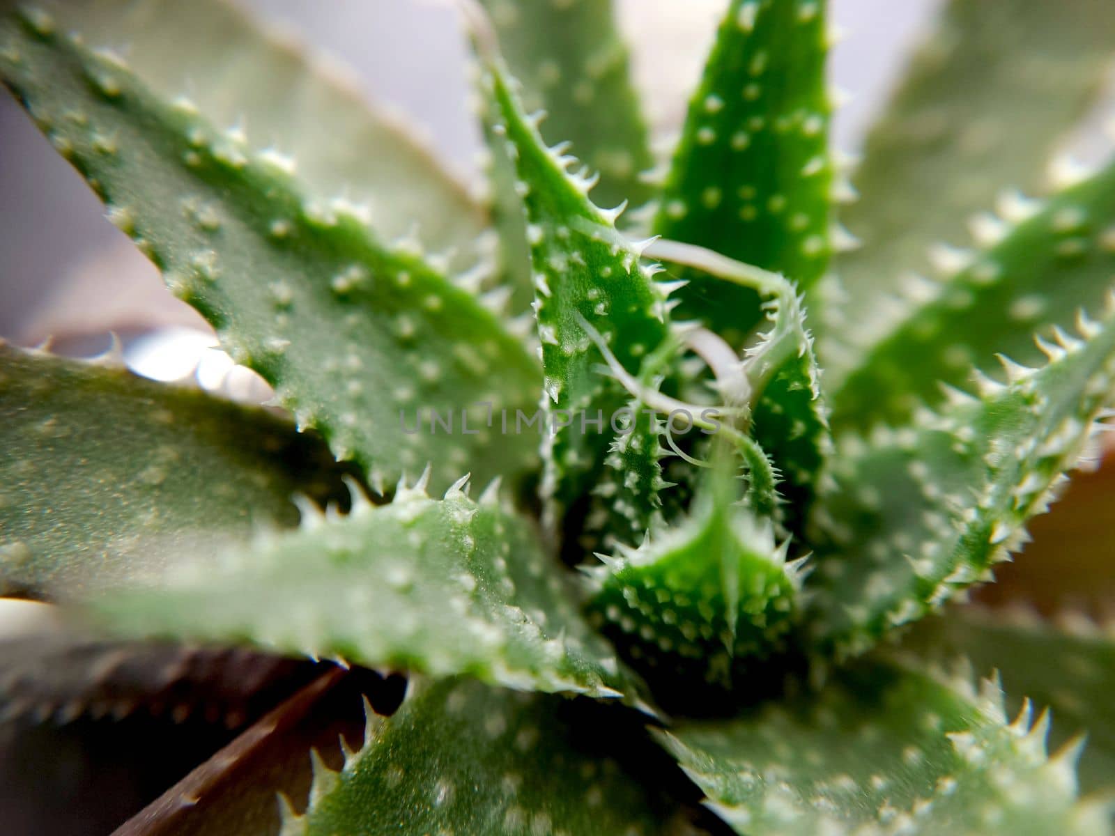 Succulent of the genus Aloe green in a pot close-up by Mastak80