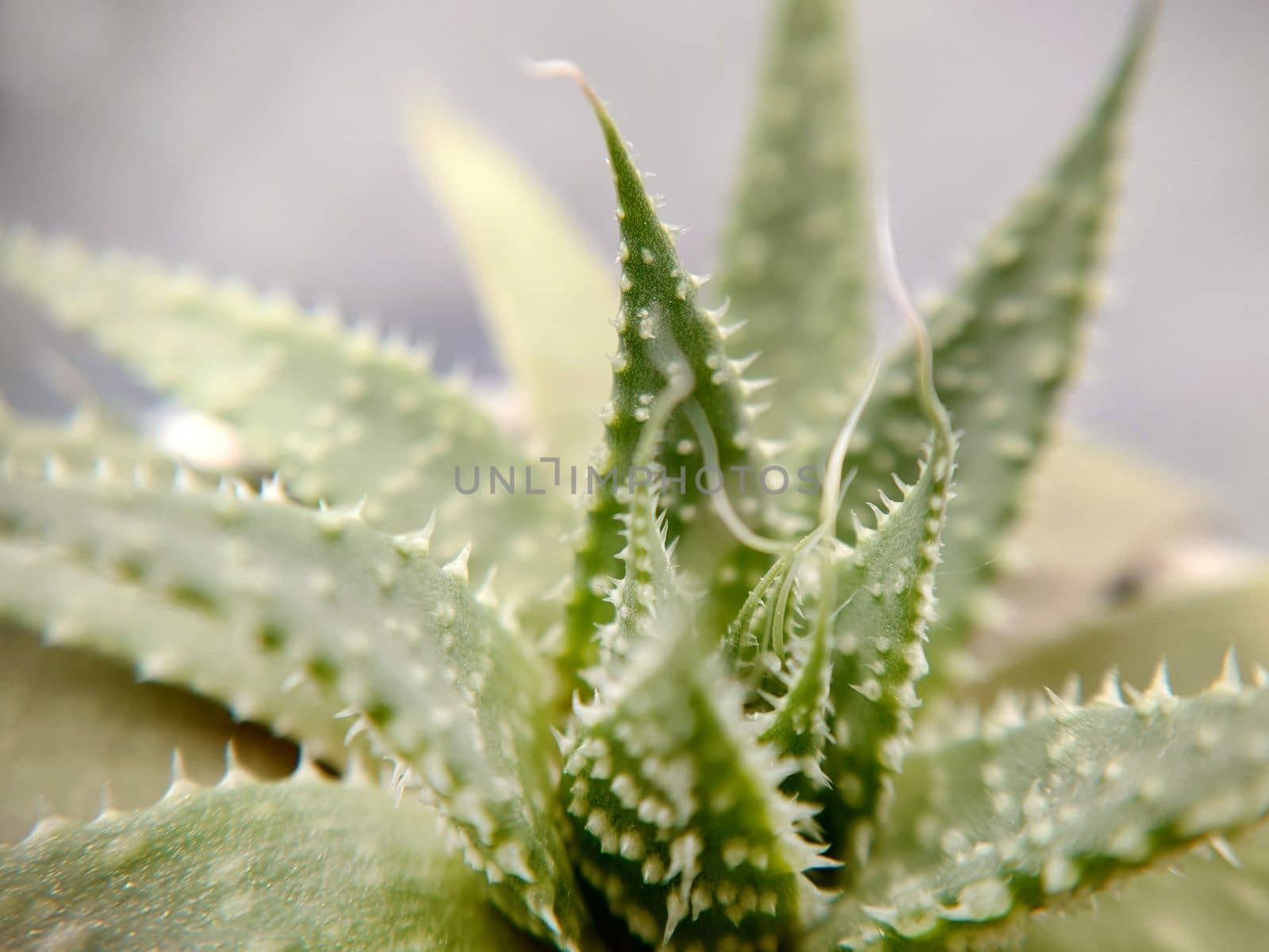 Macrophotography.Succulent perennial green plant from the genus Aloe in a pot.Texture or background.Selective focus.