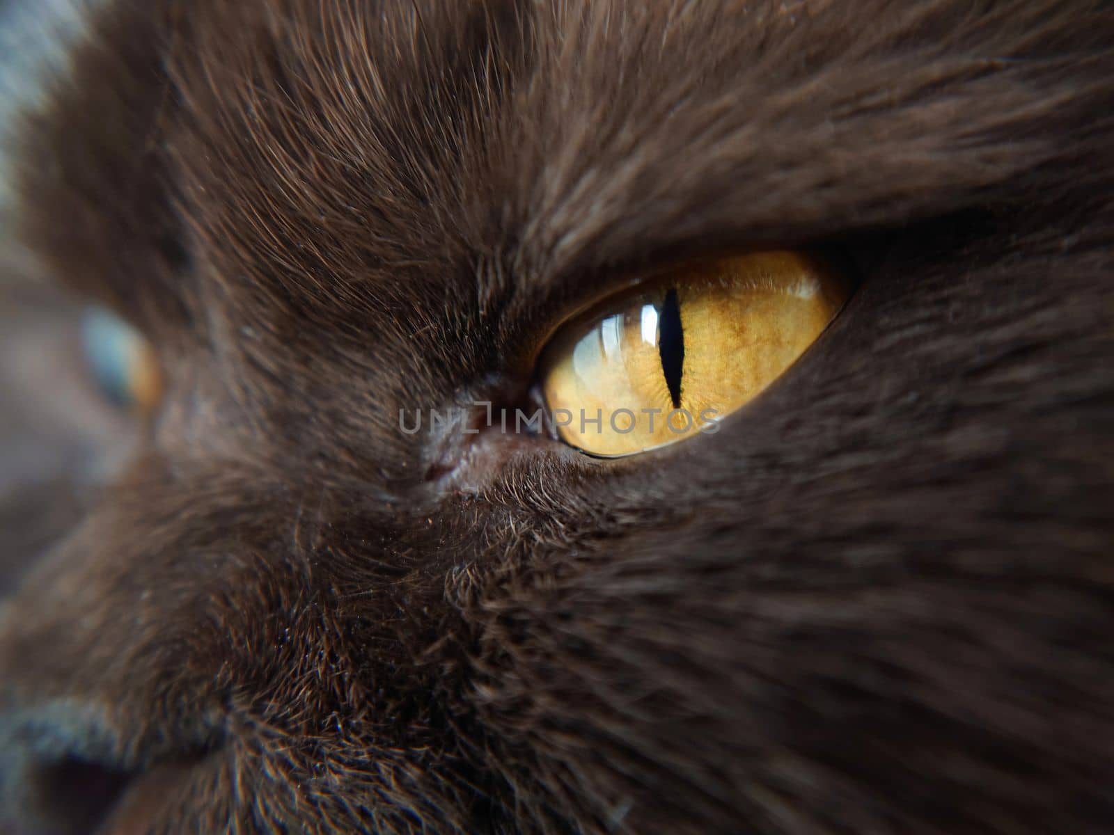 Macrophotography.The feline part of the muzzle with one eye and nose close-up.Texture or background.Selective focus.