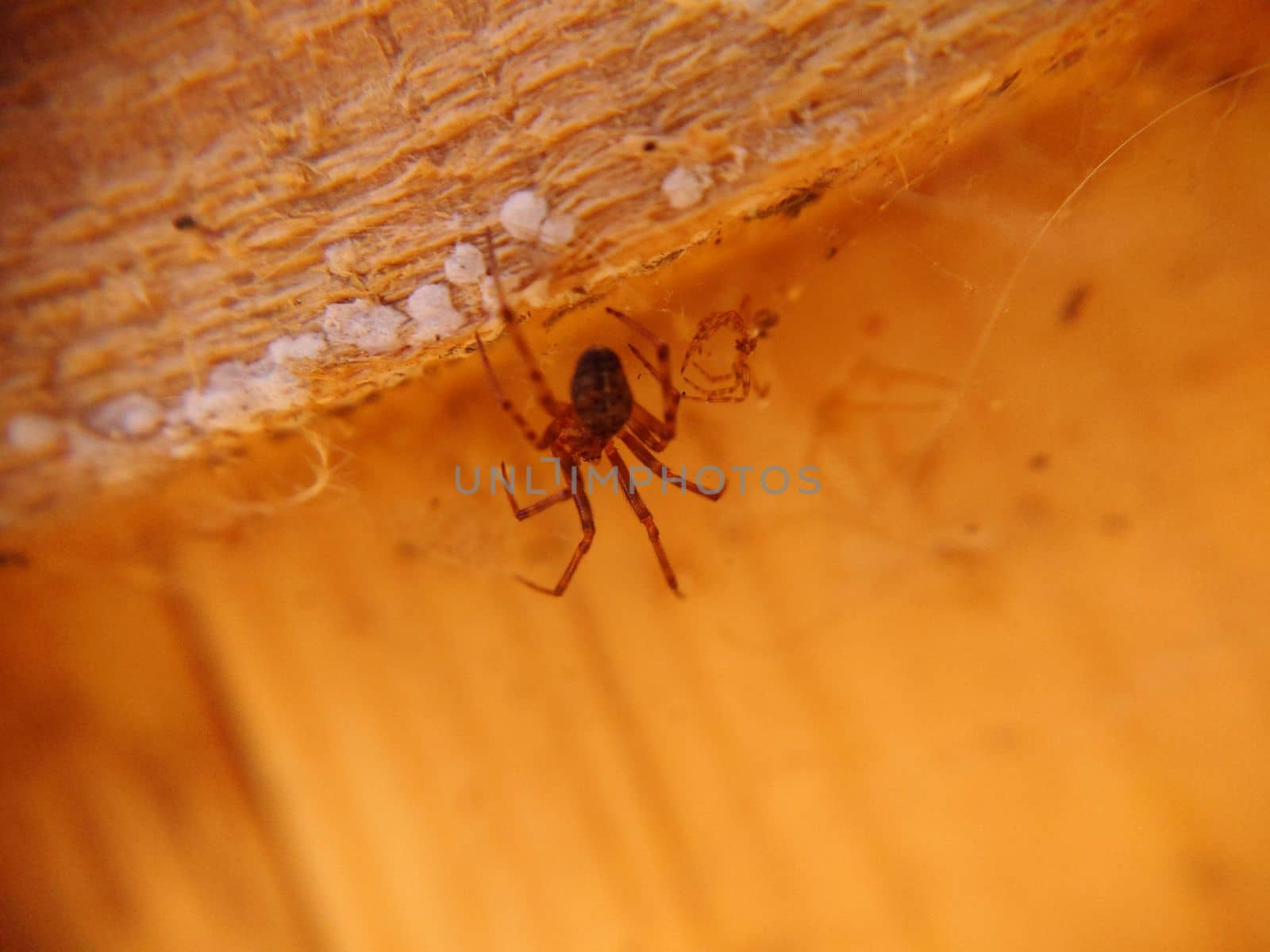 Selective focus of a spider under the ceiling close-up by Mastak80