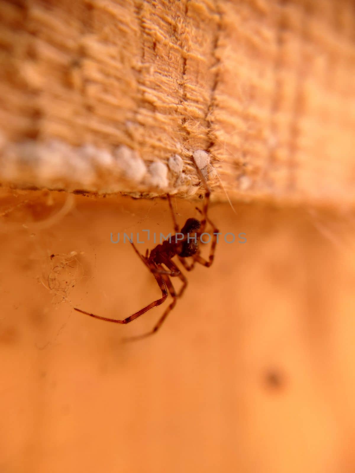 Spider close-up hanging under the wooden ceiling.Texture or background.Macrophotography.
