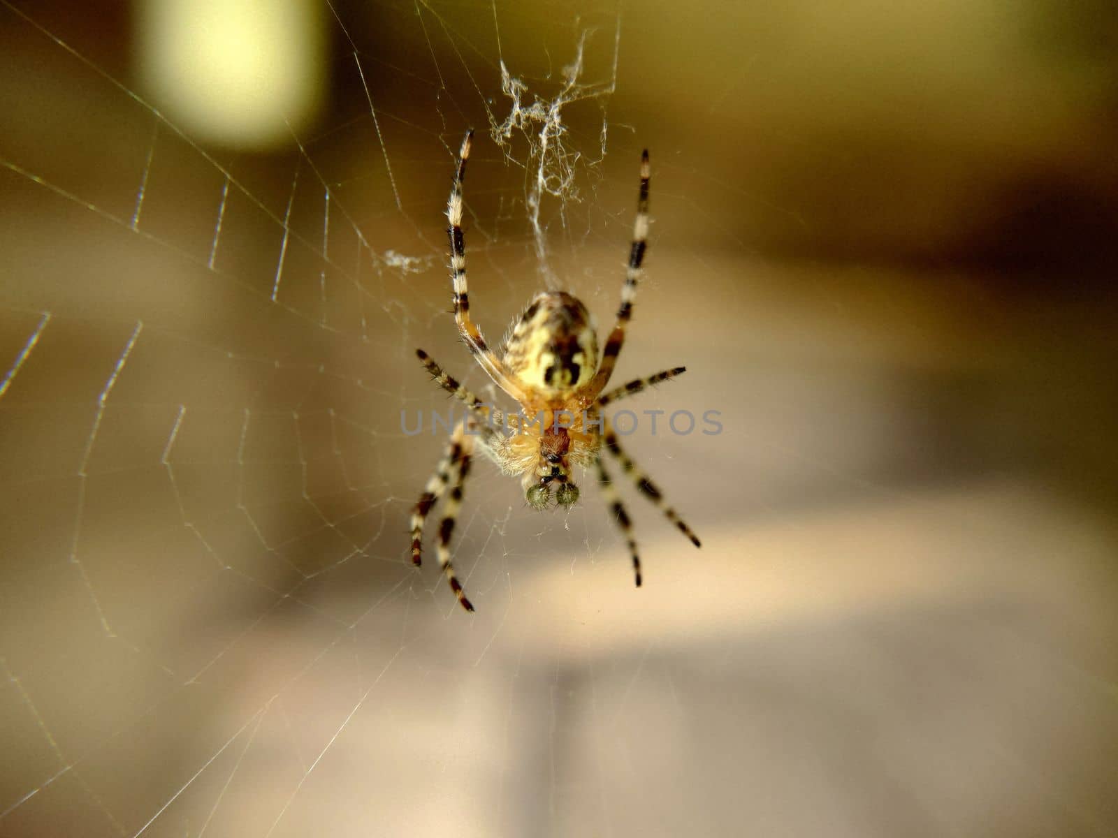 A striped spider with green eyes hanging on a web.Macrophotography.Texture or background.Selective focus.