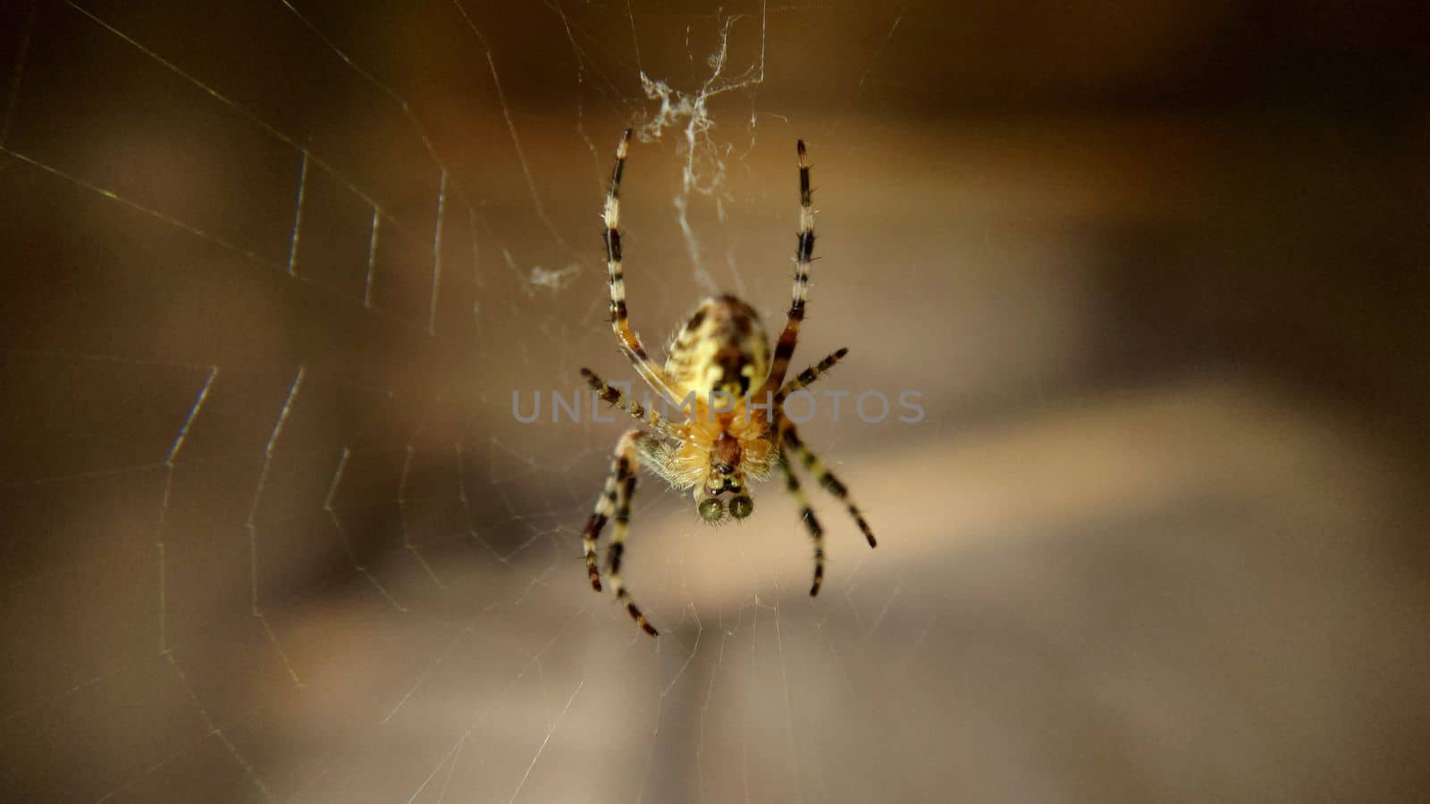 A garden spider with green eyes hanging on a web.Macrophotography.Texture or background.Selective focus.