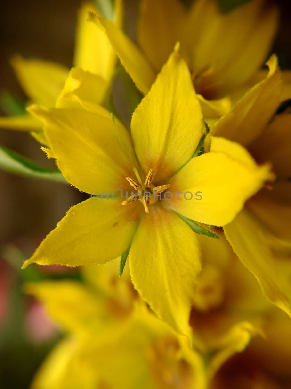 Background image of a yellow flower in close-up.Macro photography.Texture or background.Selective focus.