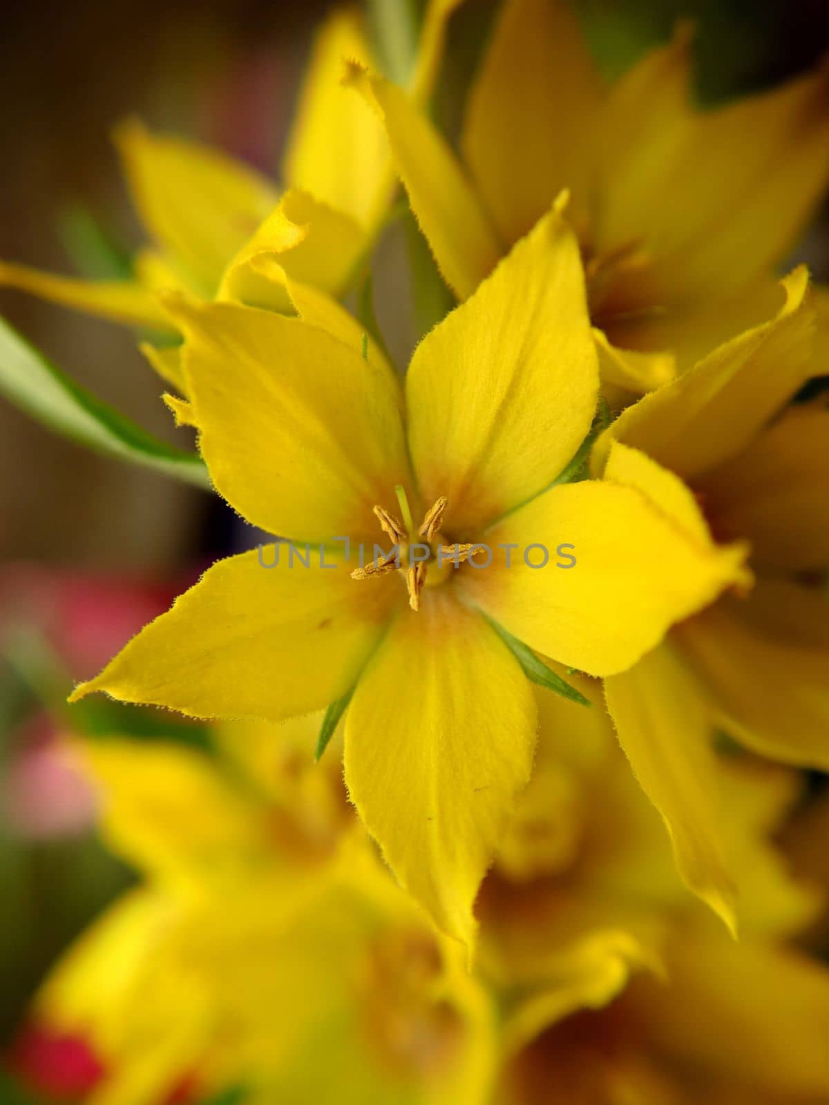 Background image of yellow perennial wildflowers Lysimachia punctata by Mastak80