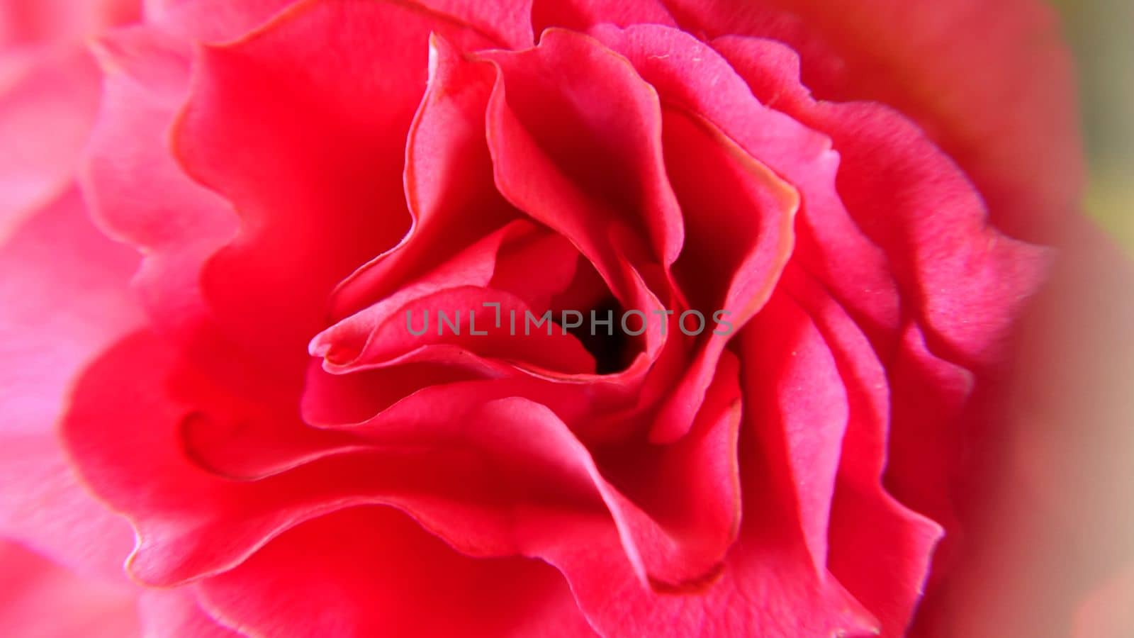 Background texture of rose petals in pink close-up by Mastak80