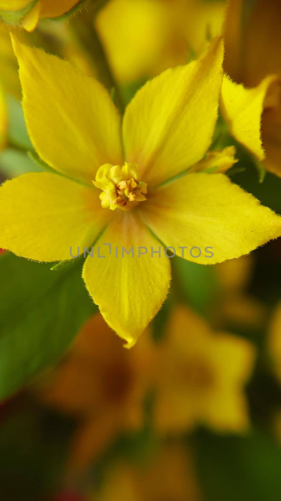 Background texture of a flowering perennial yellow wildflower.Macro photography.Texture or background.Selective focus.