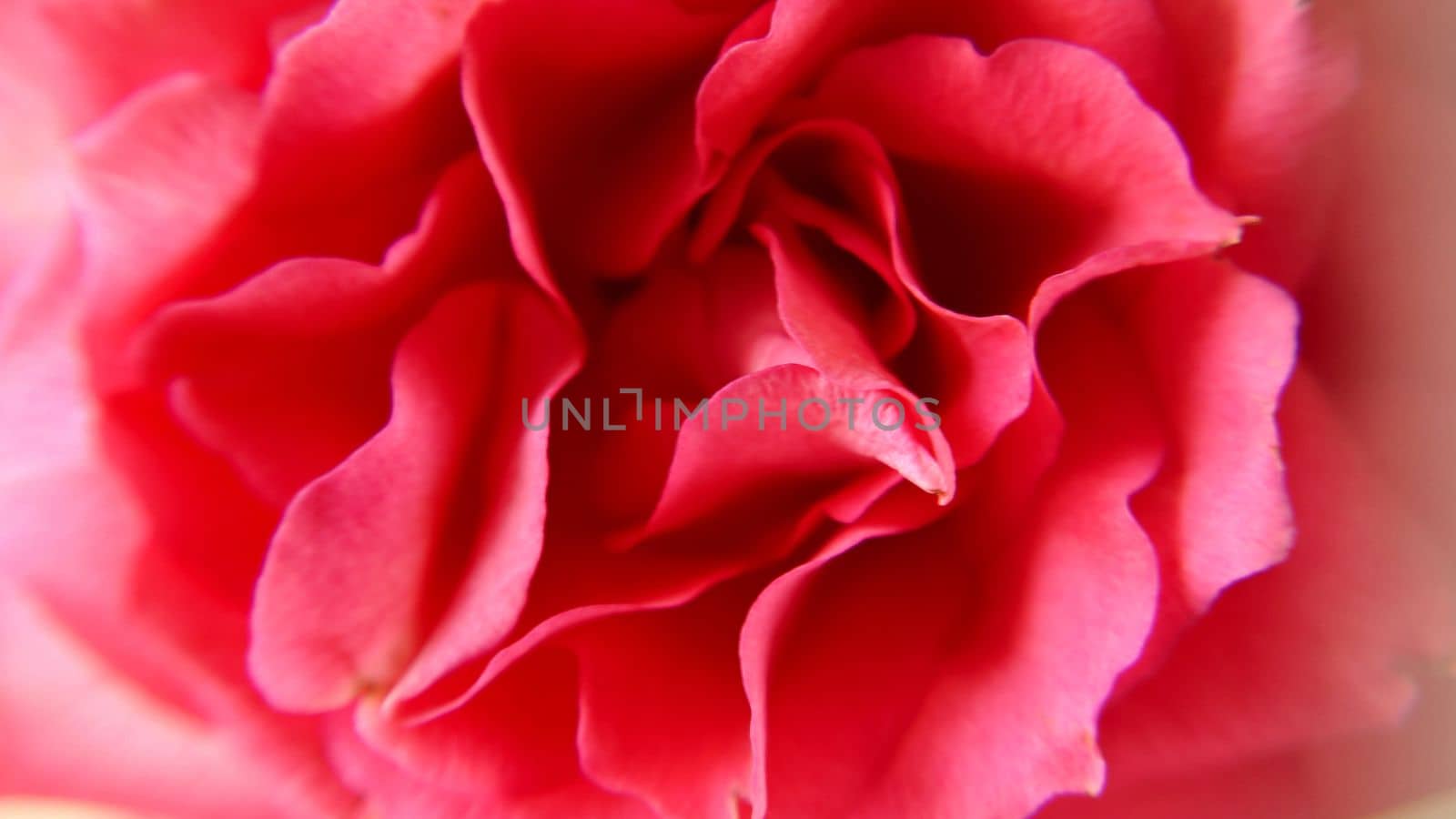 A budding pink rose close-up.Macro photography.Texture or background.Selective focus.