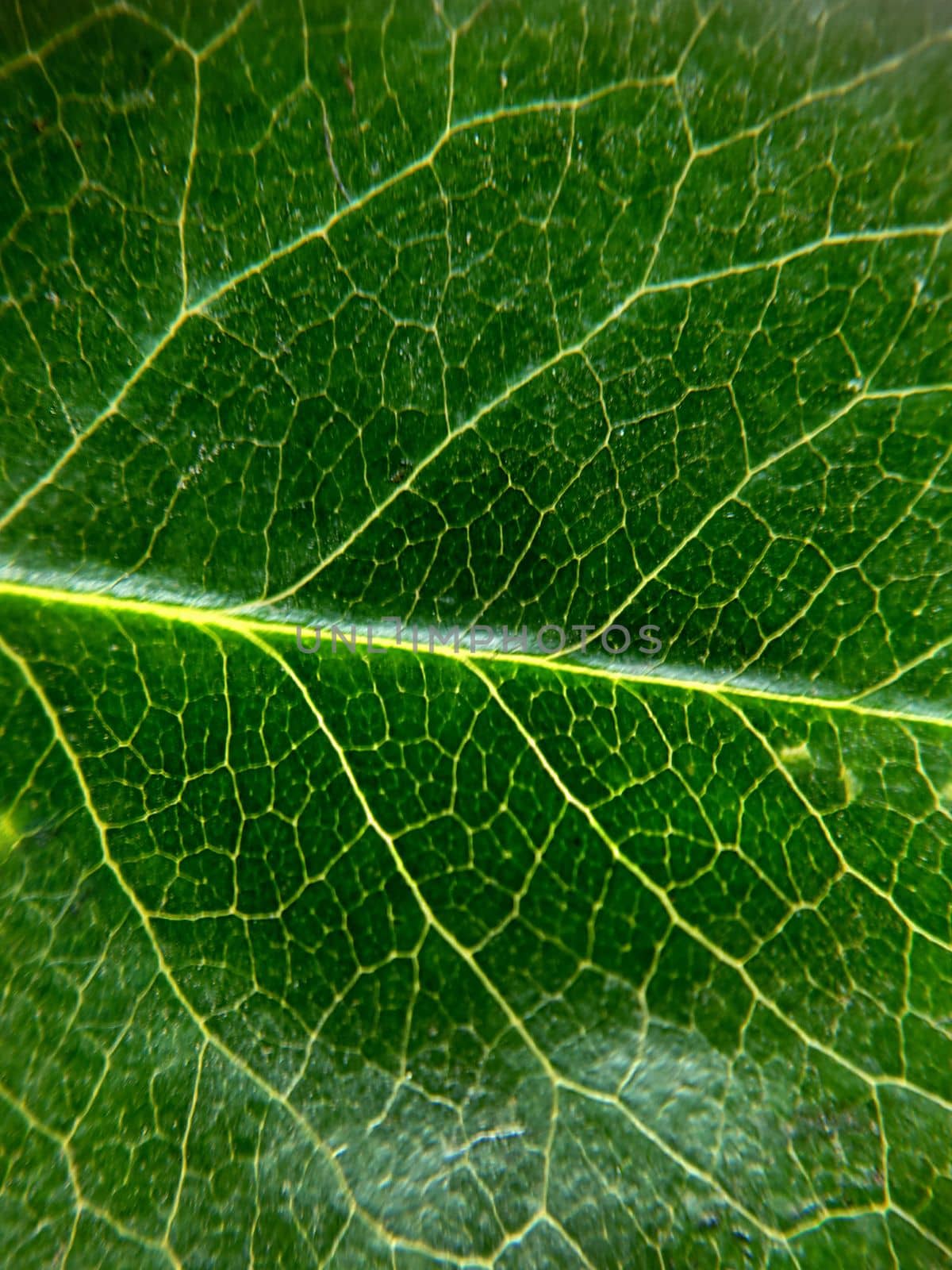 Macro texture of a green tree leaf close-up.Texture or background