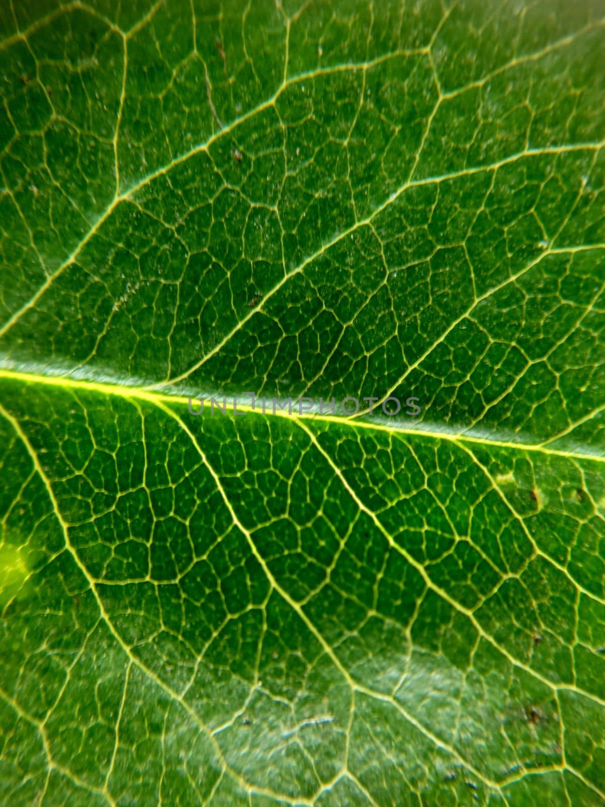 Background texture of a dark green leaf close-up by Mastak80