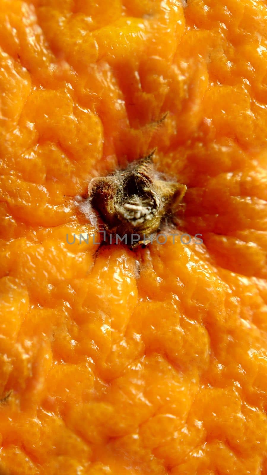 The texture of the background is made of rough orange peel on top.Macro photography.Texture or background.Selective focus.