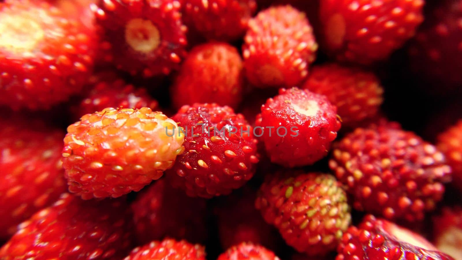 Selective focus of red forest strawberries in close-up.Macro photography.Texture or background.Selective focus.