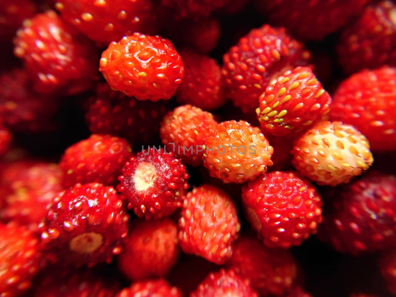 Selective focus of red forest strawberries top view.Macro photography.Texture or background.Selective focus.