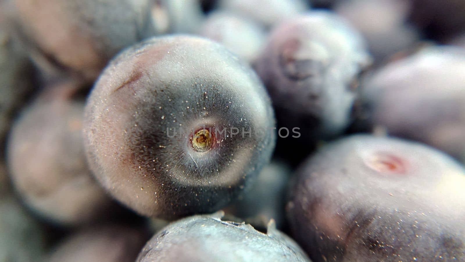 A handful of garden ripe blueberries close-up.Macro photography.Texture or background.Selective focus.