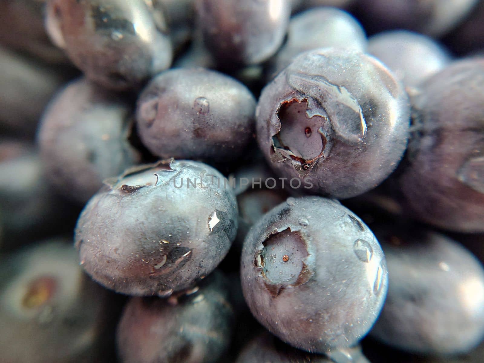 A handful of garden ripe blueberries with water droplets.Macro photography.Texture or background.Selective focus.