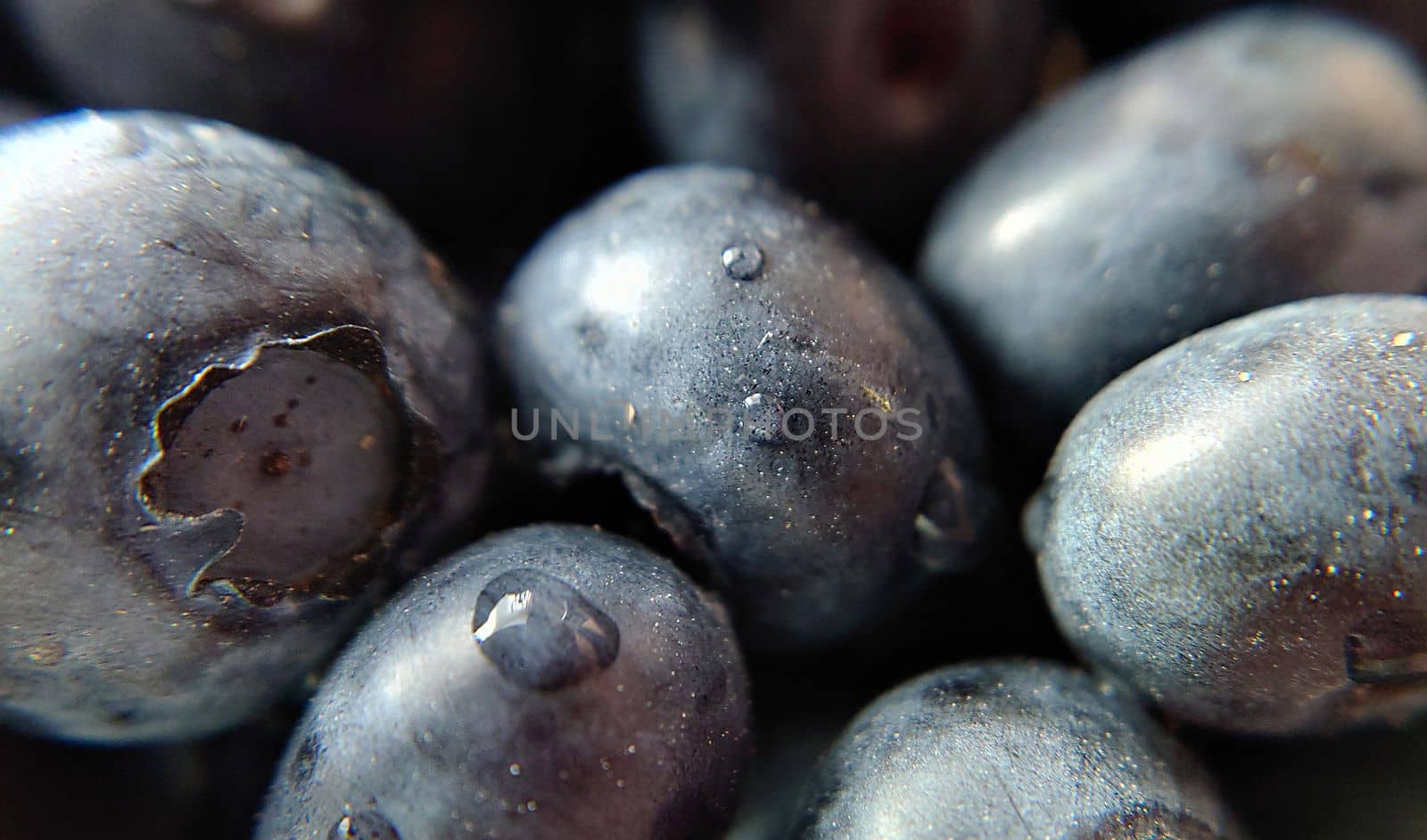 Ripe large blueberries with a drop of water close-up by Mastak80