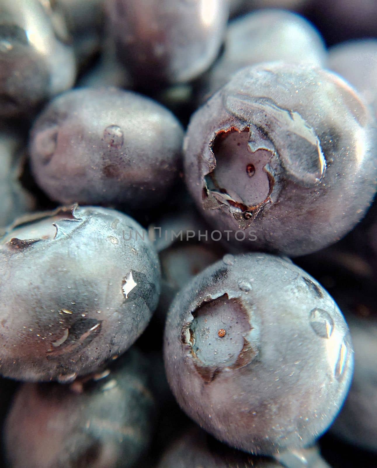 Garden ripe large blueberries with a drop of water close-up.Macro photography.Texture or background.Selective focus.