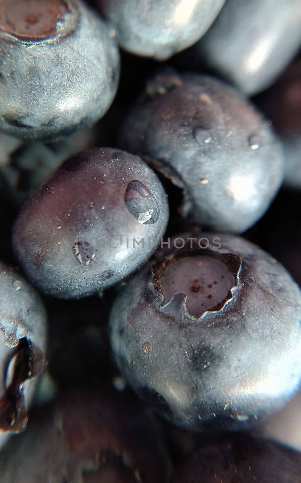 Garden large blueberries with a drop of water on the surface .Macro photography.Texture or background.Selective focus.