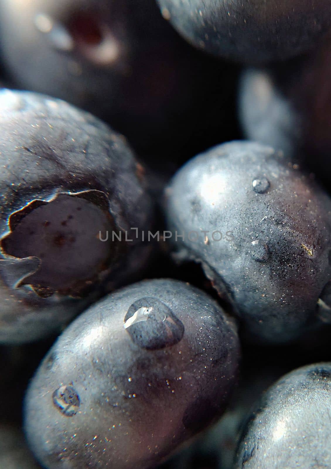 Large garden blueberries with a drop of dew on the surface.Macro photography.Texture or background.Selective focus.