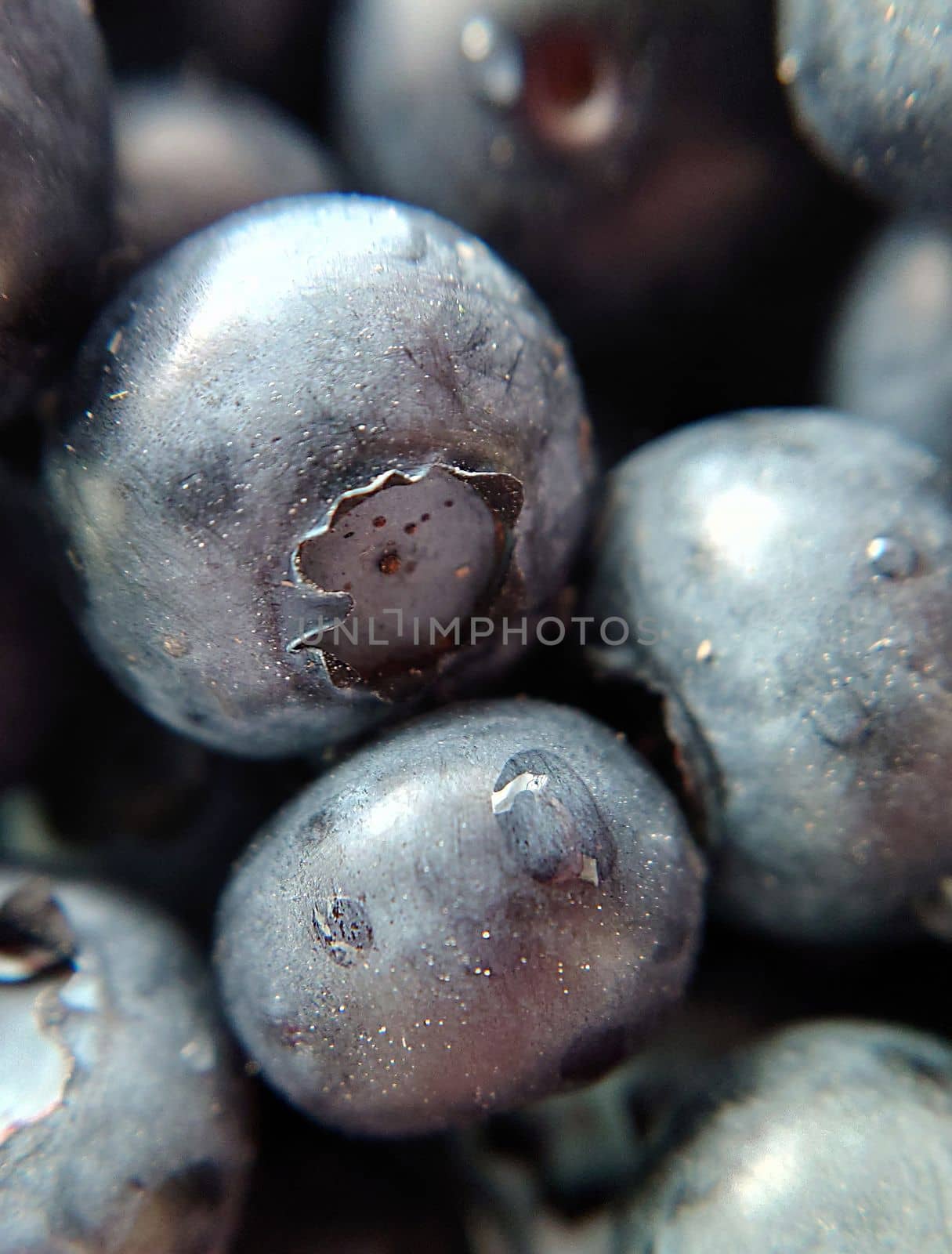 Garden large blueberries with a drop of water on the surface.Macro photography.Texture or background.Selective focus.