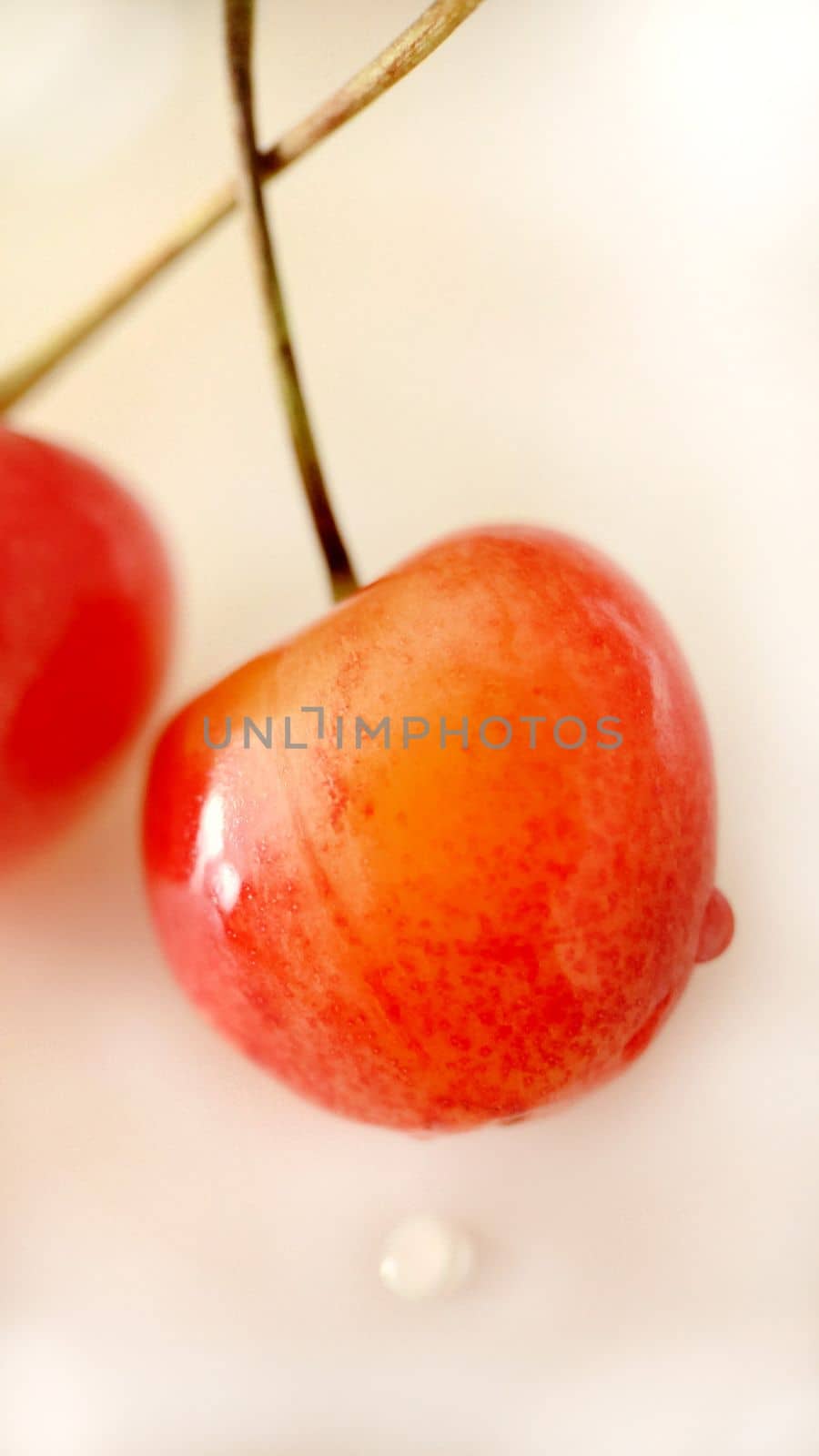 Two ripe red-yellow cherries close-up on a light background.Macro photography.Texture or background.Selective focus.