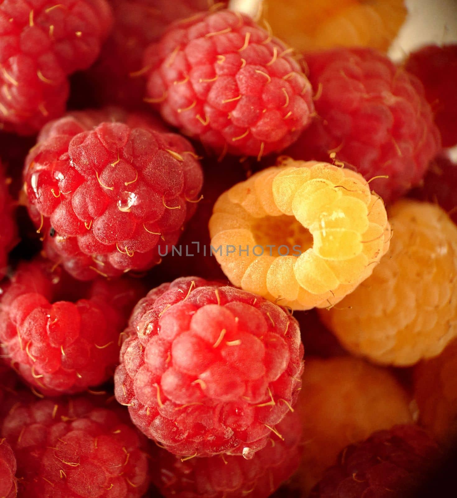 Ripe garden raspberries in red and yellow close-up by Mastak80