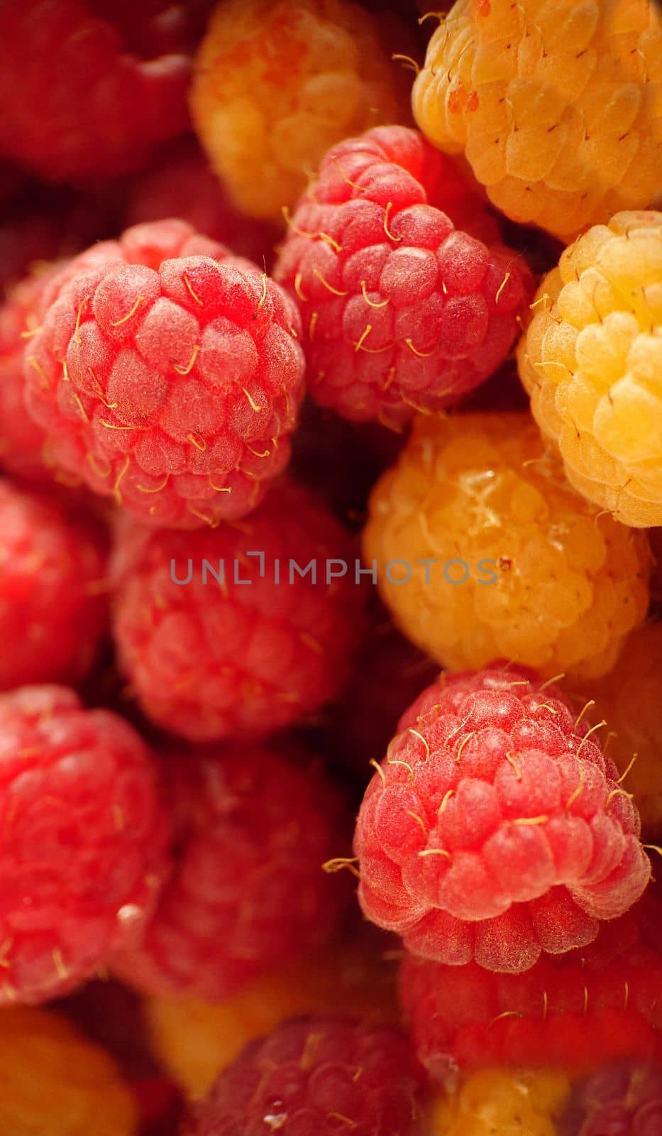 A handful of ripe garden red and yellow raspberries in close-up.Macro photography.Texture or background.Selective focus.