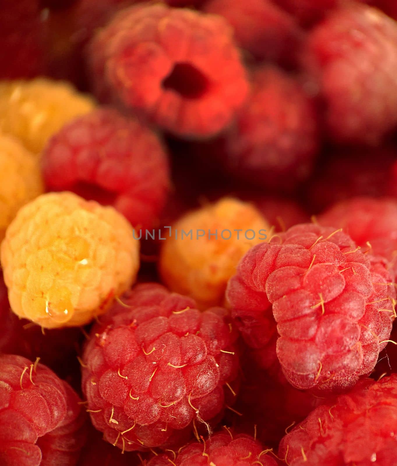 Red and yellow raspberries enriched with vitamins close-up.Macro photography.Texture or background.Selective focus.