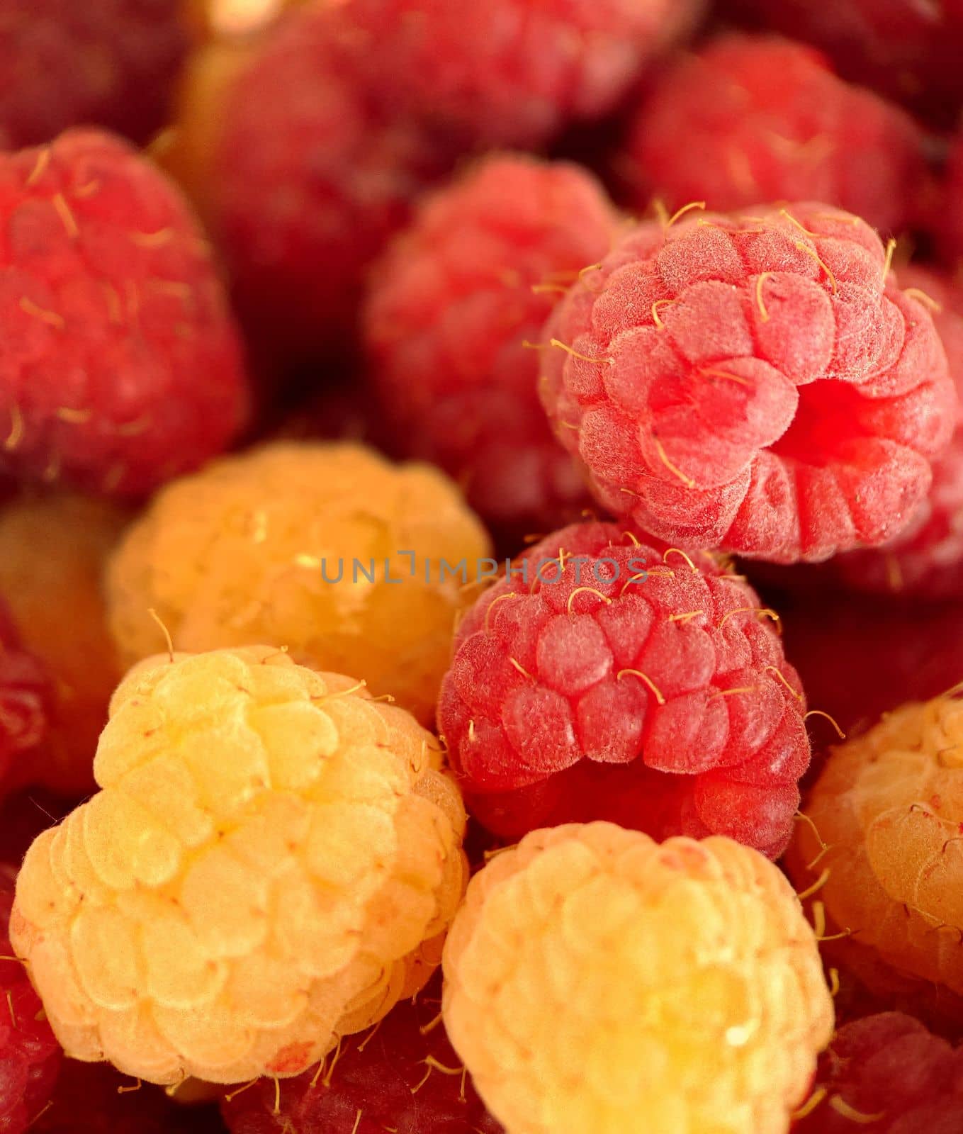 A bunch of ripe red and yellow raspberries of selective focus.Macro photography.Texture or background.Selective focus.