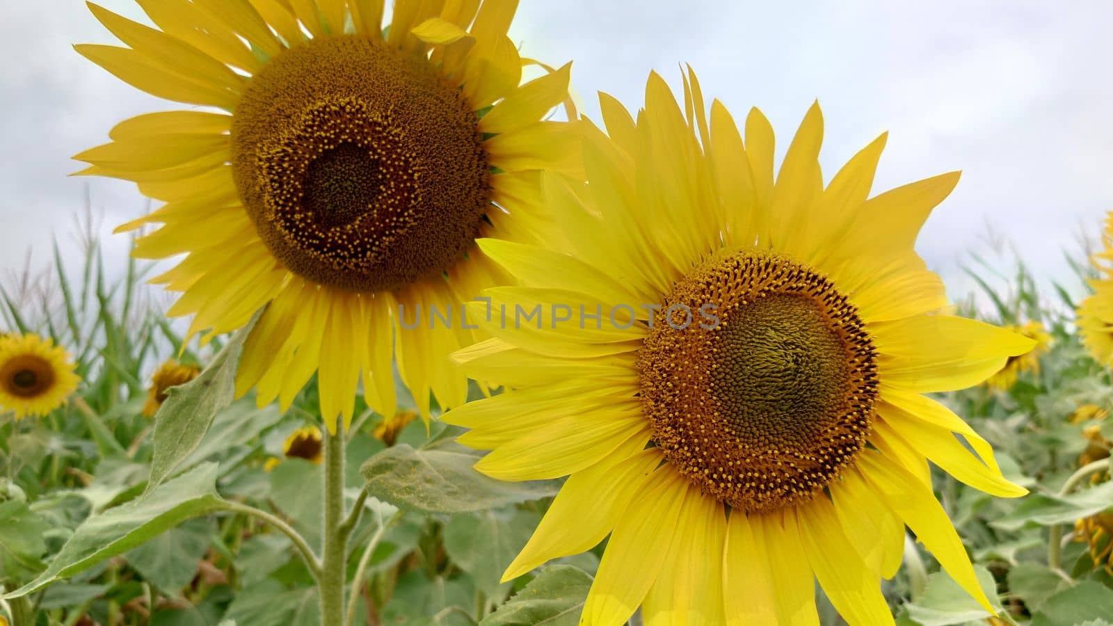 In the foreground are two yellow sunflowers by Mastak80