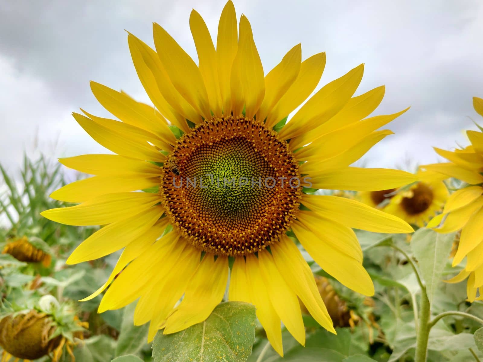 Close-up of a yellow sunflower in full bloom on a cloudy day.Texture or background