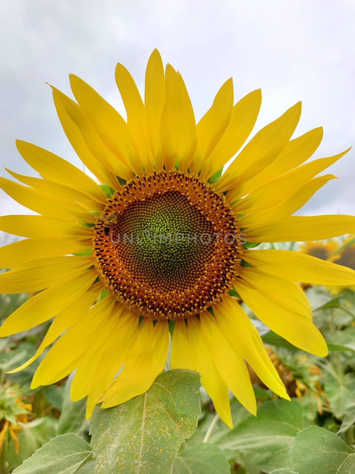 Yellow sunflower in full bloom on a cloudy day by Mastak80
