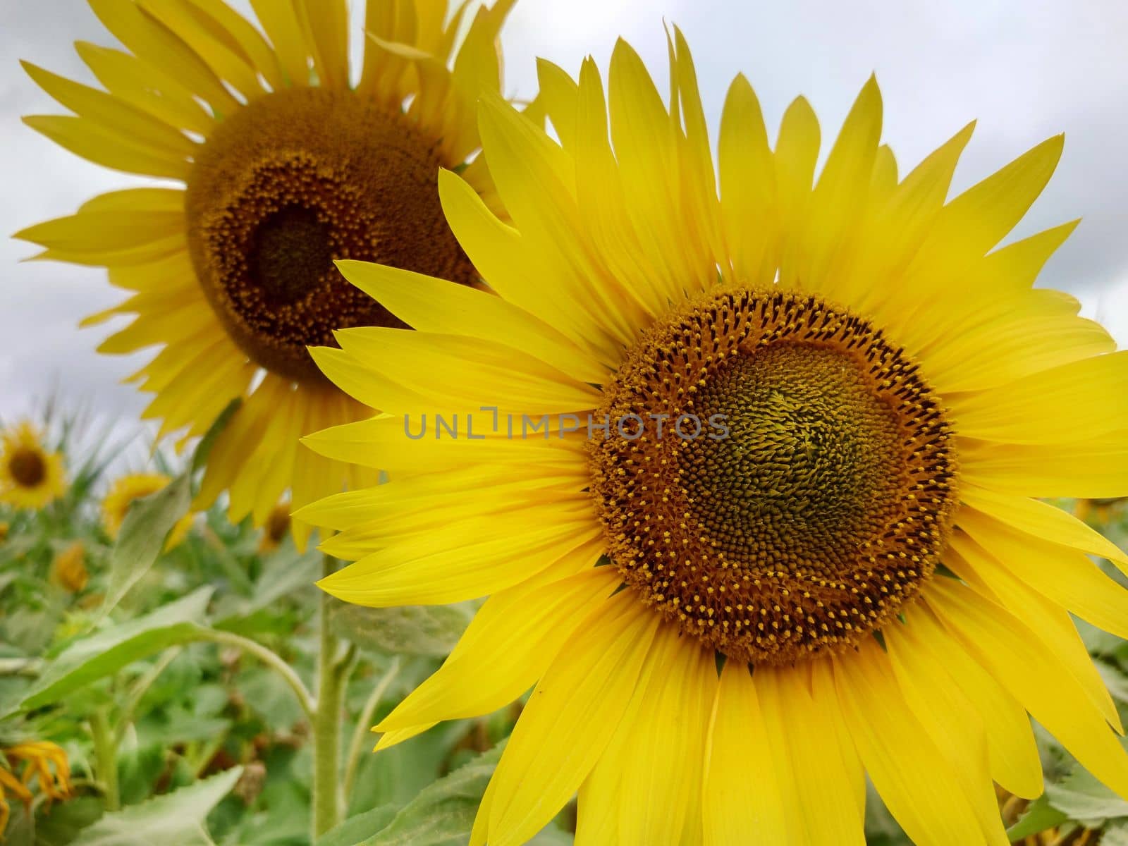 Two yellow sunflowers in full bloom on a cloudy day close-up.Texture or background