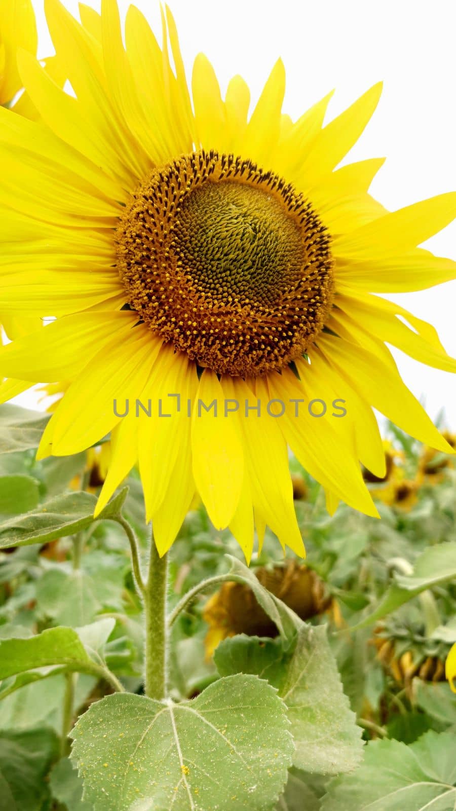 One yellow sunflower in the foreground in full bloom on a cloudy summer day close-up.Texture or background.