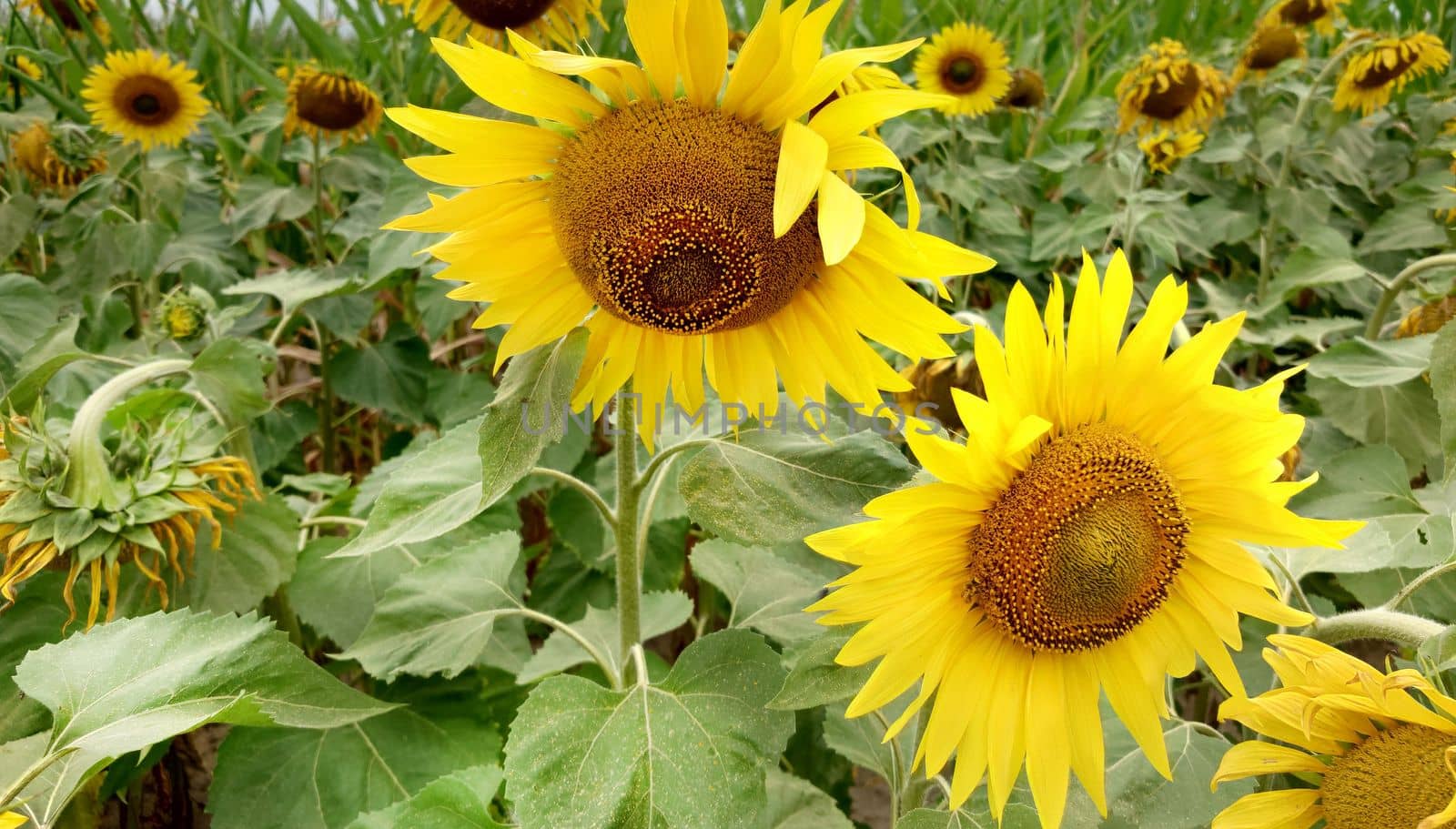 In the foreground are two bright yellow sunflowers in close-up.Texture or background.