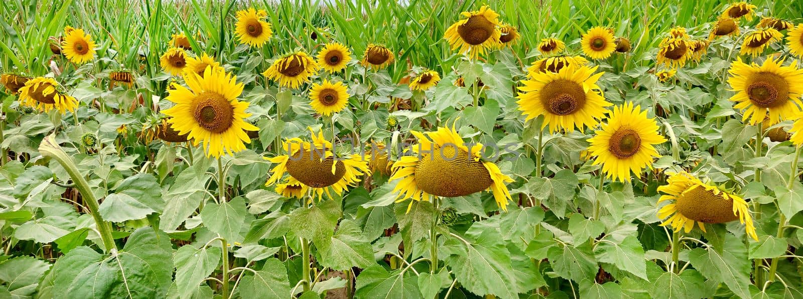 A field of yellow sunflowers hanging their heads on a cloudy day.Texture or background.