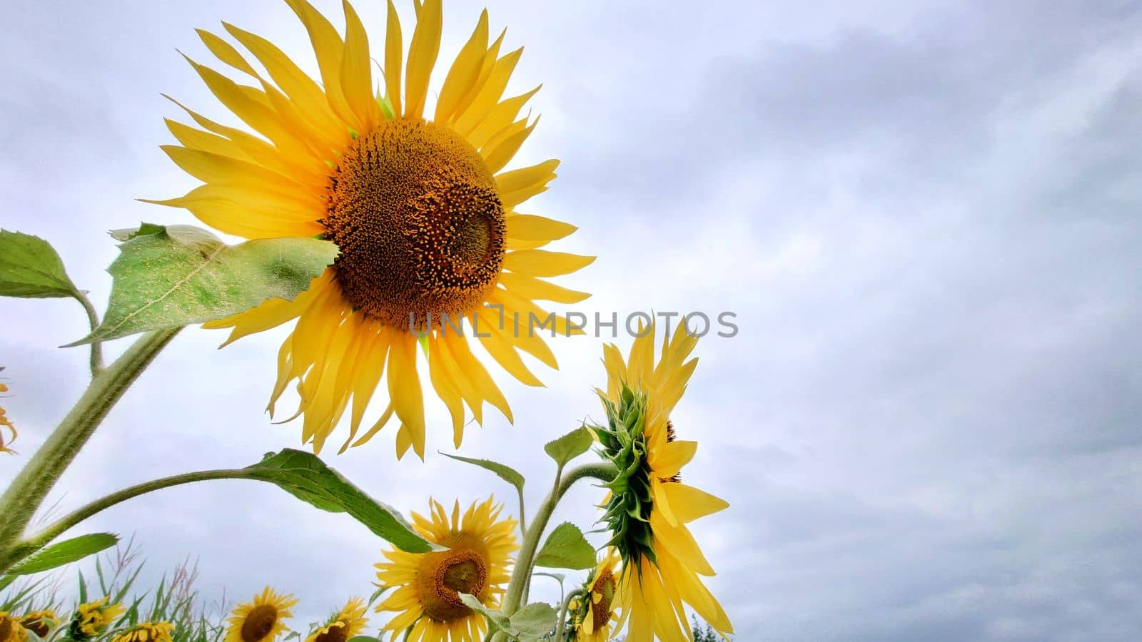 Yellow sunflowers on a cloudy day, a close-up view from below.Texture or background.