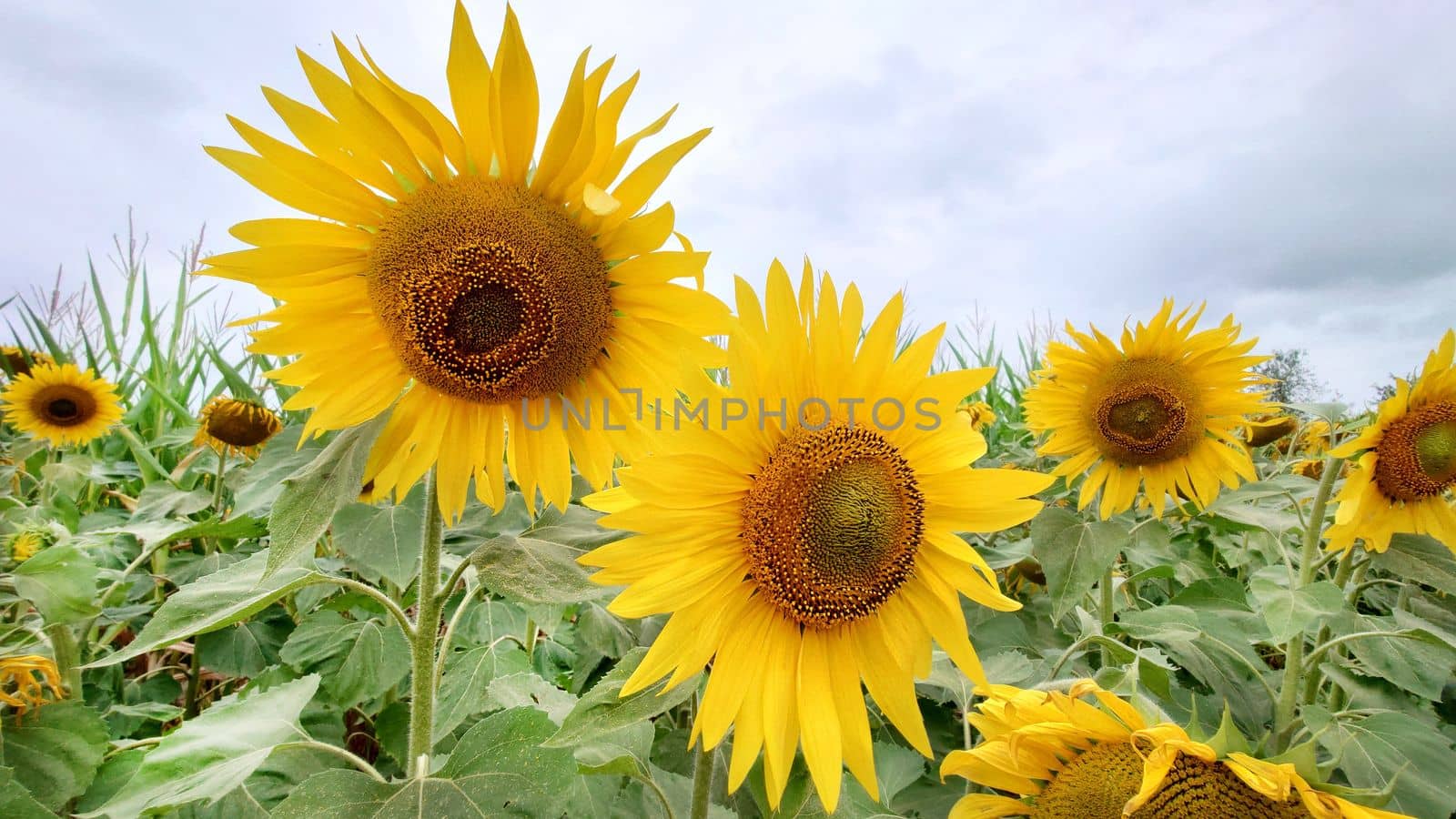 Two bright yellow sunflowers on a cloudy summer day close-up.Texture or background.