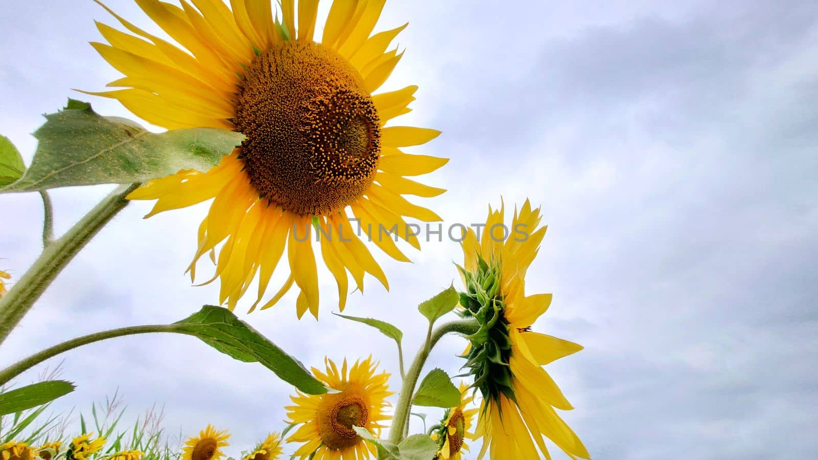 Bright yellow sunflowers growing in the field on a cloudy day by Mastak80