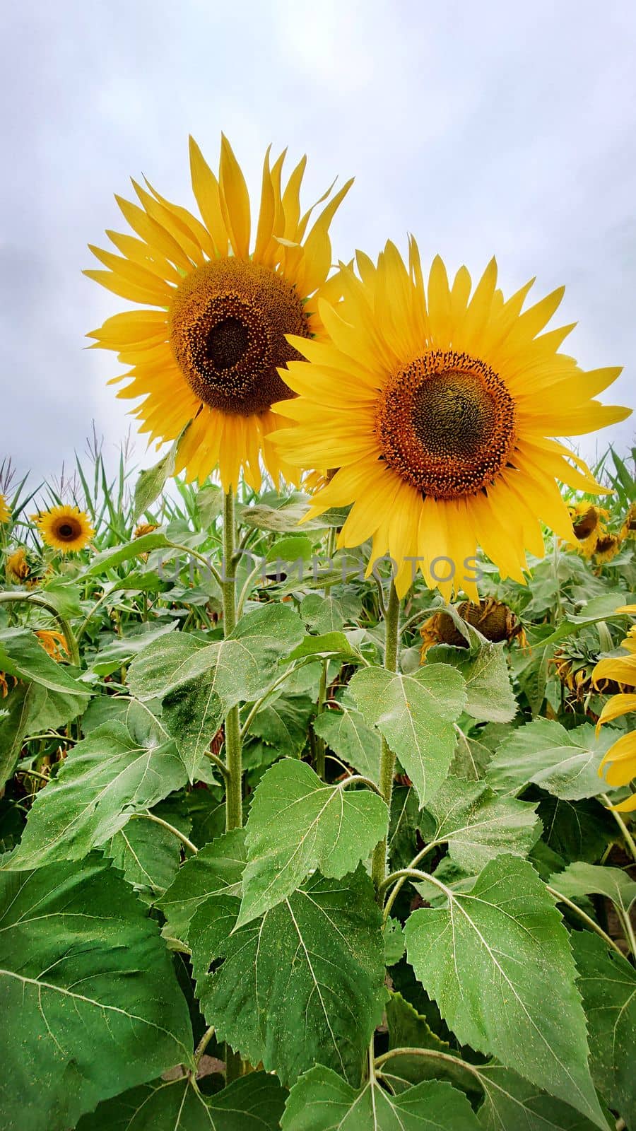 Two bright yellow tall sunflowers on a cloudy day by Mastak80