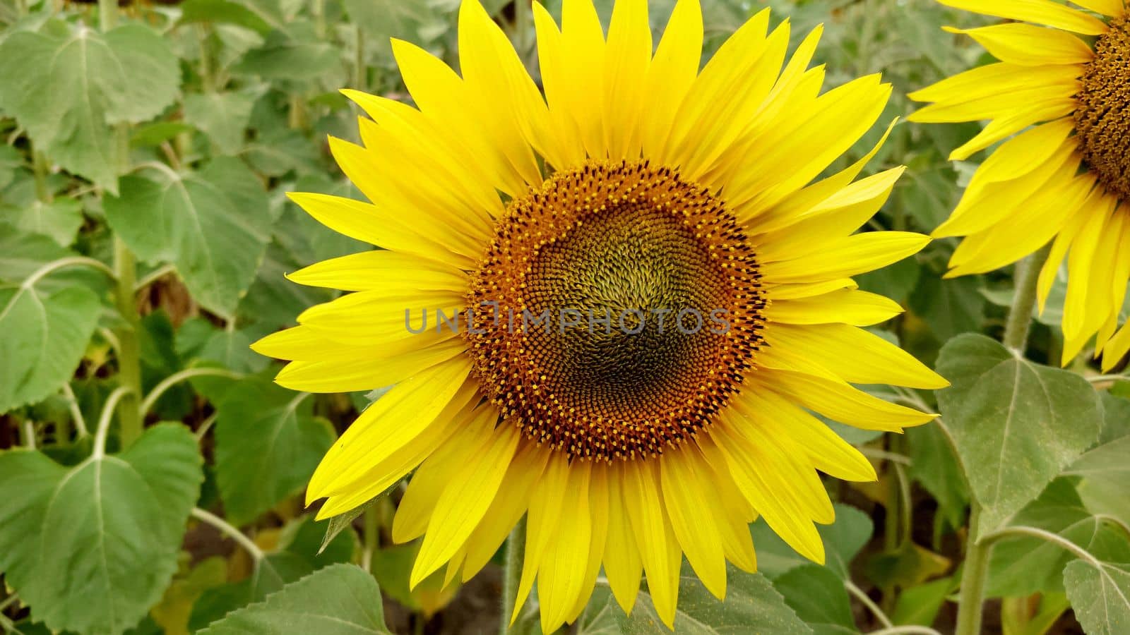 On a cloudy day a bright yellow sunflower growing in a field is close - up .Texture or background.