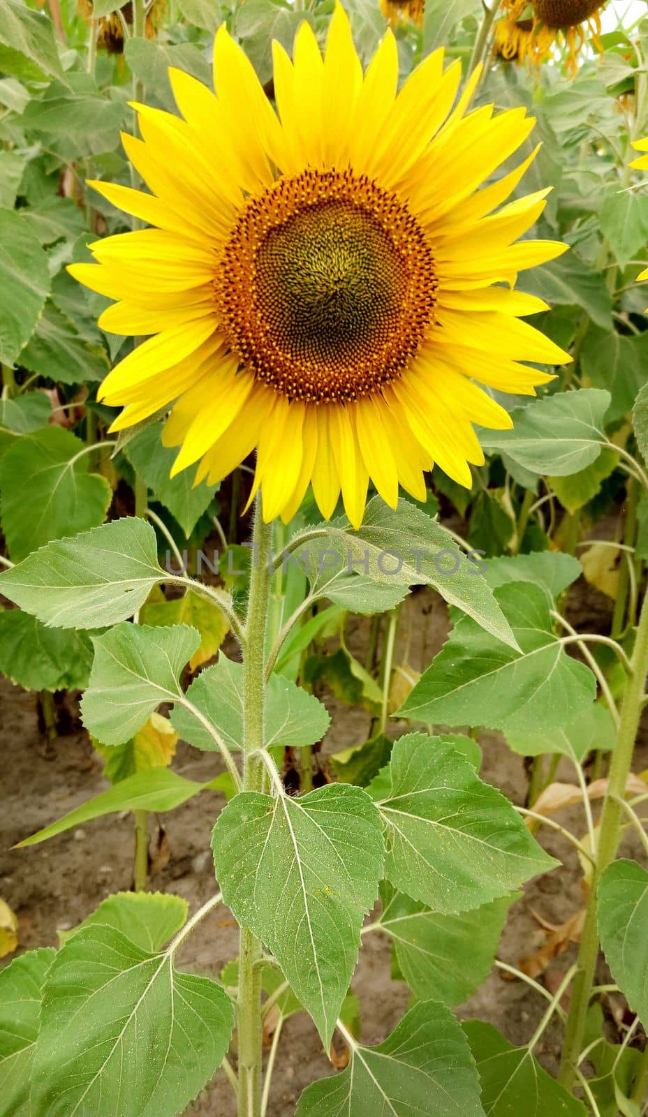 In full bloom agricultural plant yellow sunflower close-up on a cloudy day.Texture or background.