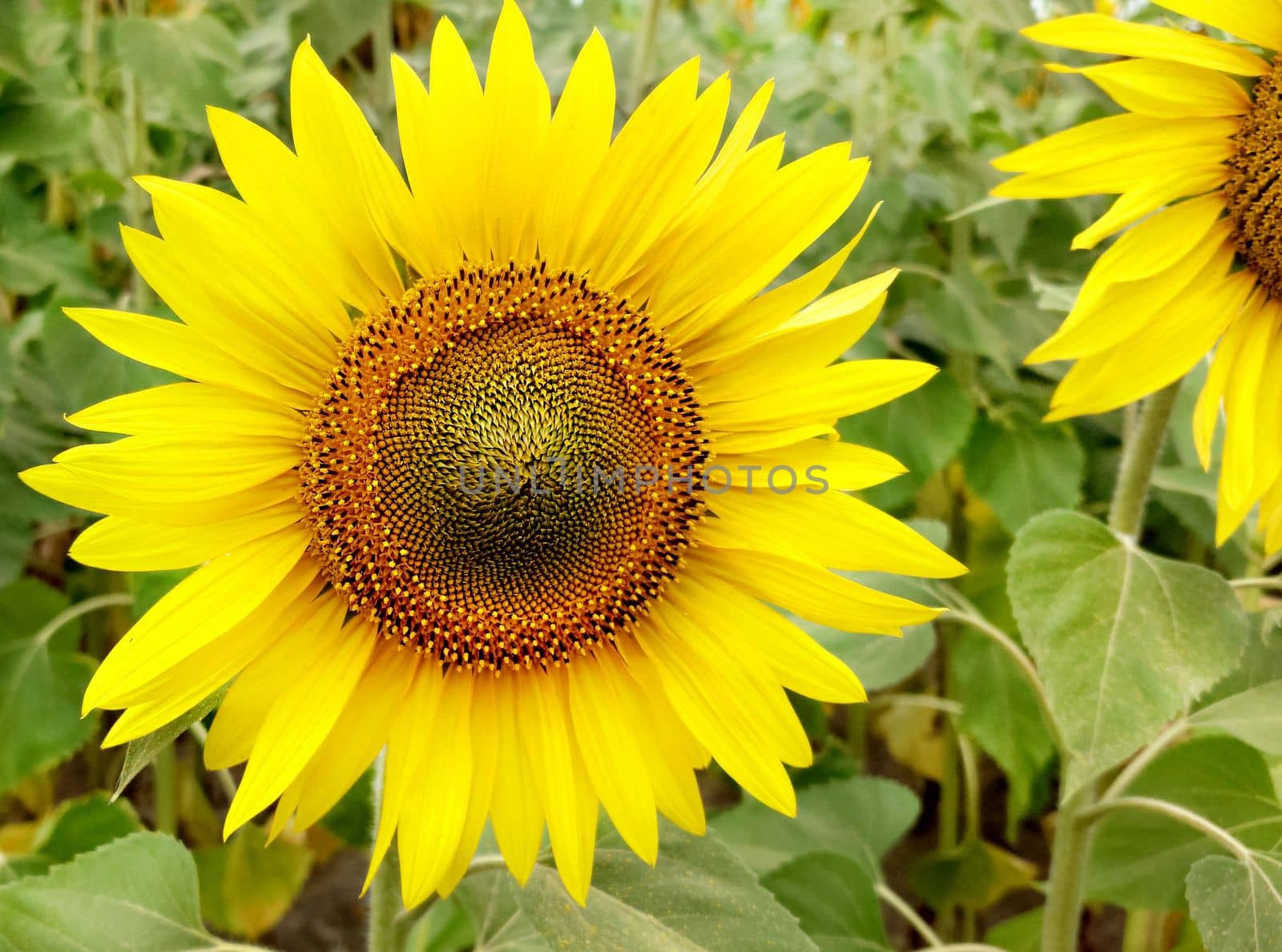 Bright yellow sunflowers in full bloom on a cloudy day.Texture or background.