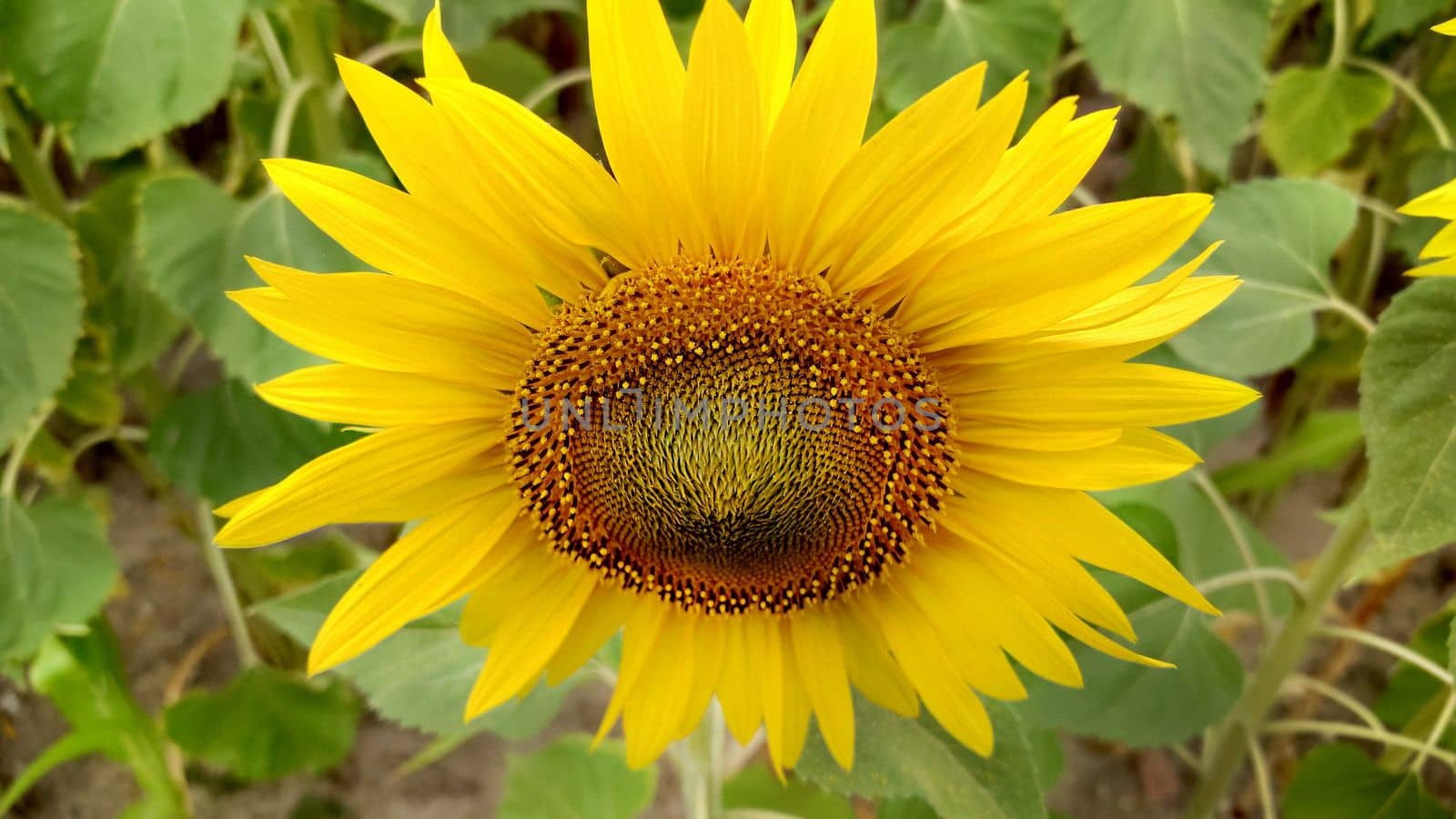 The head of a yellow sunflower on a cloudy day in close-up.Texture or background.