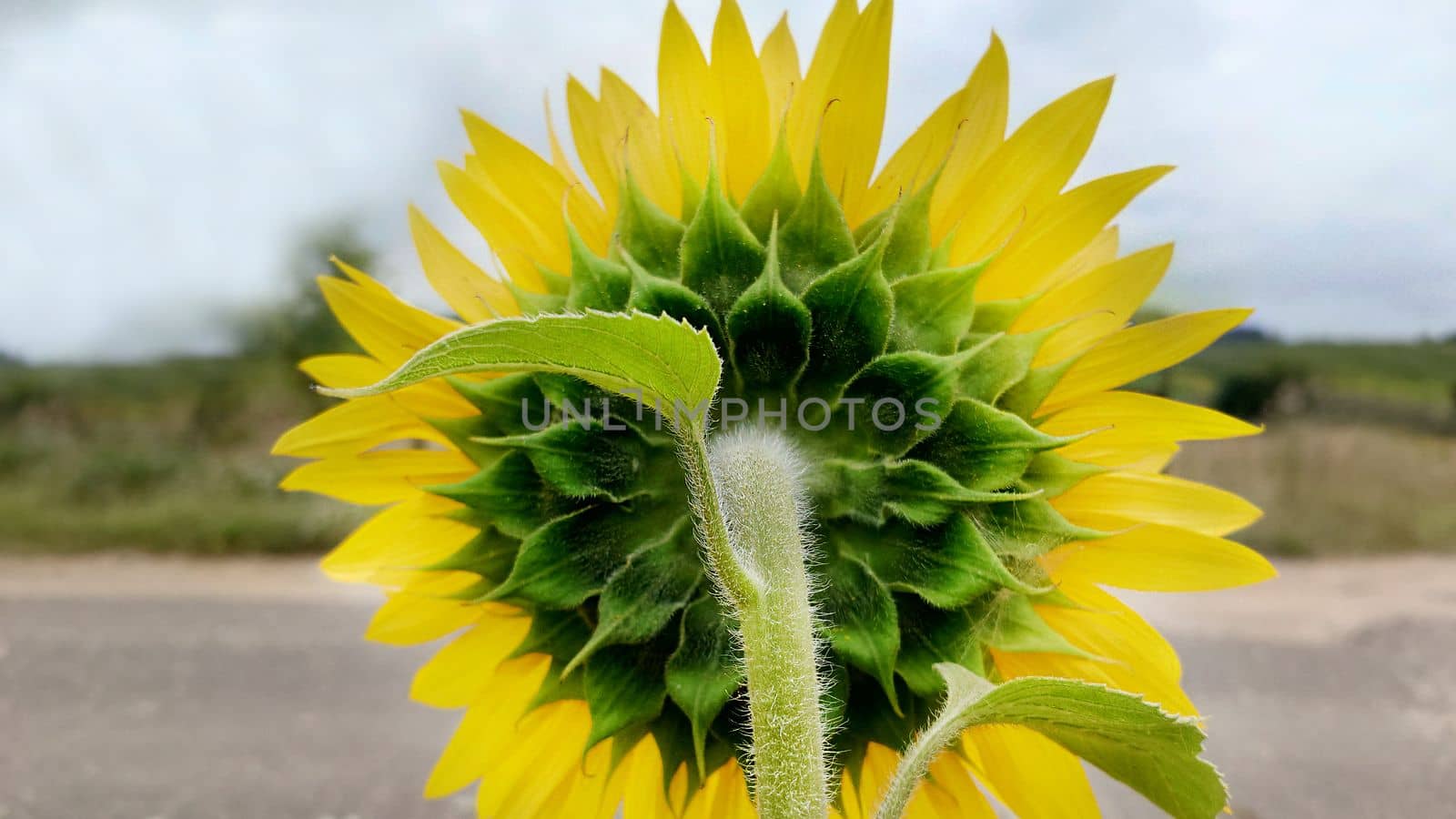 View of a yellow sunflower from the back on a cloudy day.Texture or background